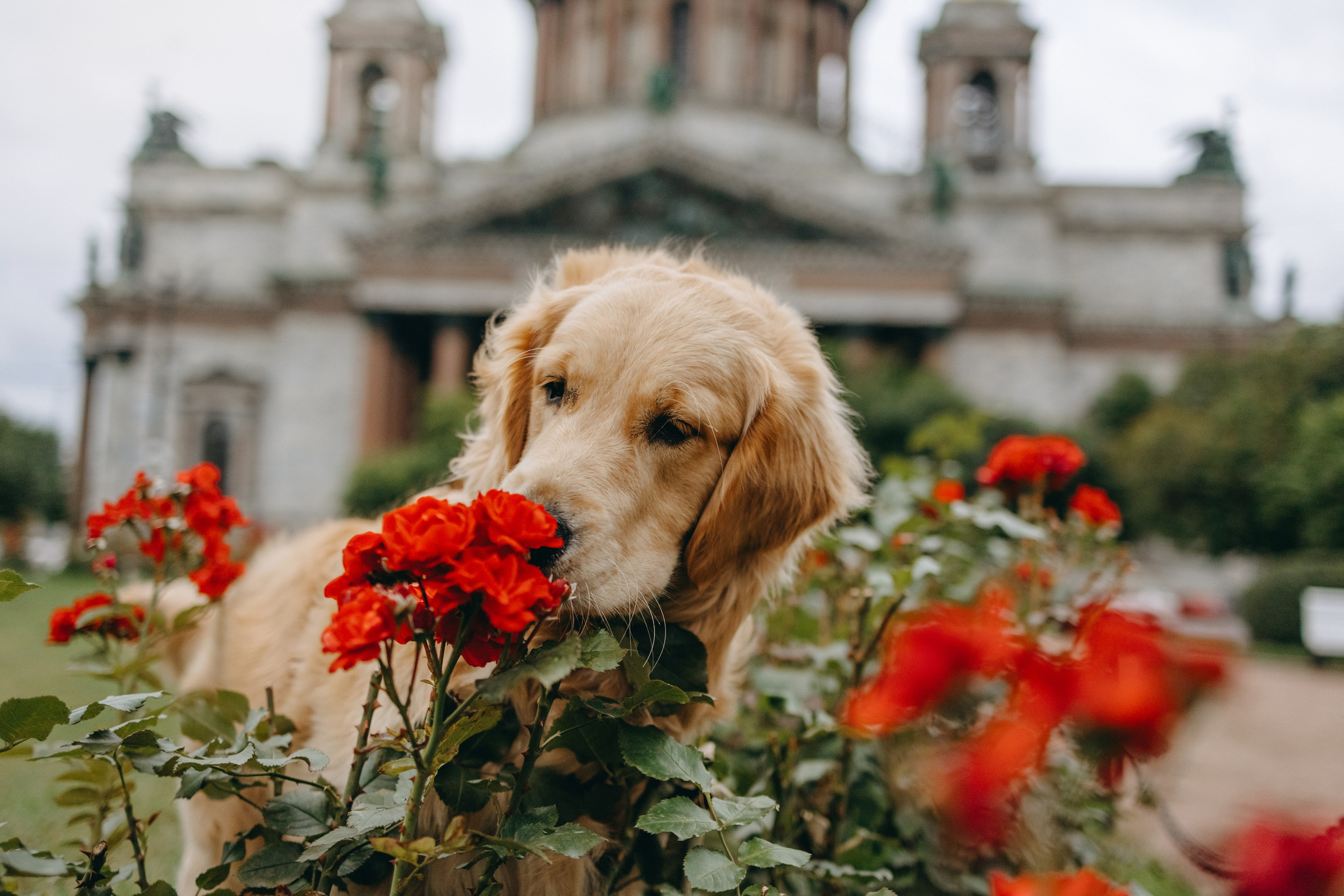 Бетти и ее семья. Фотограф — Анималист | Санкт-Петербург
