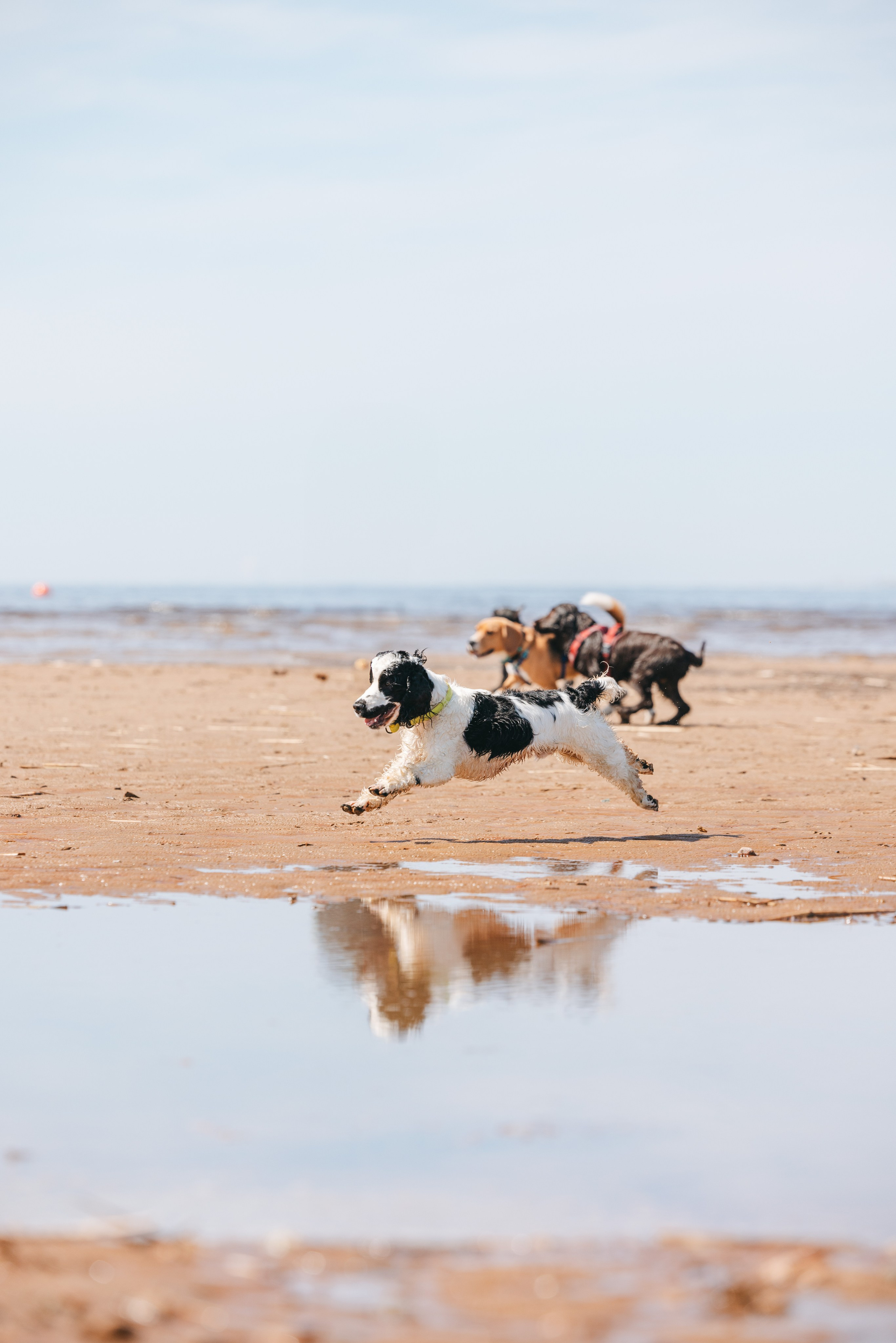 Спанимания. Фотограф анималист Осипчикова Мария