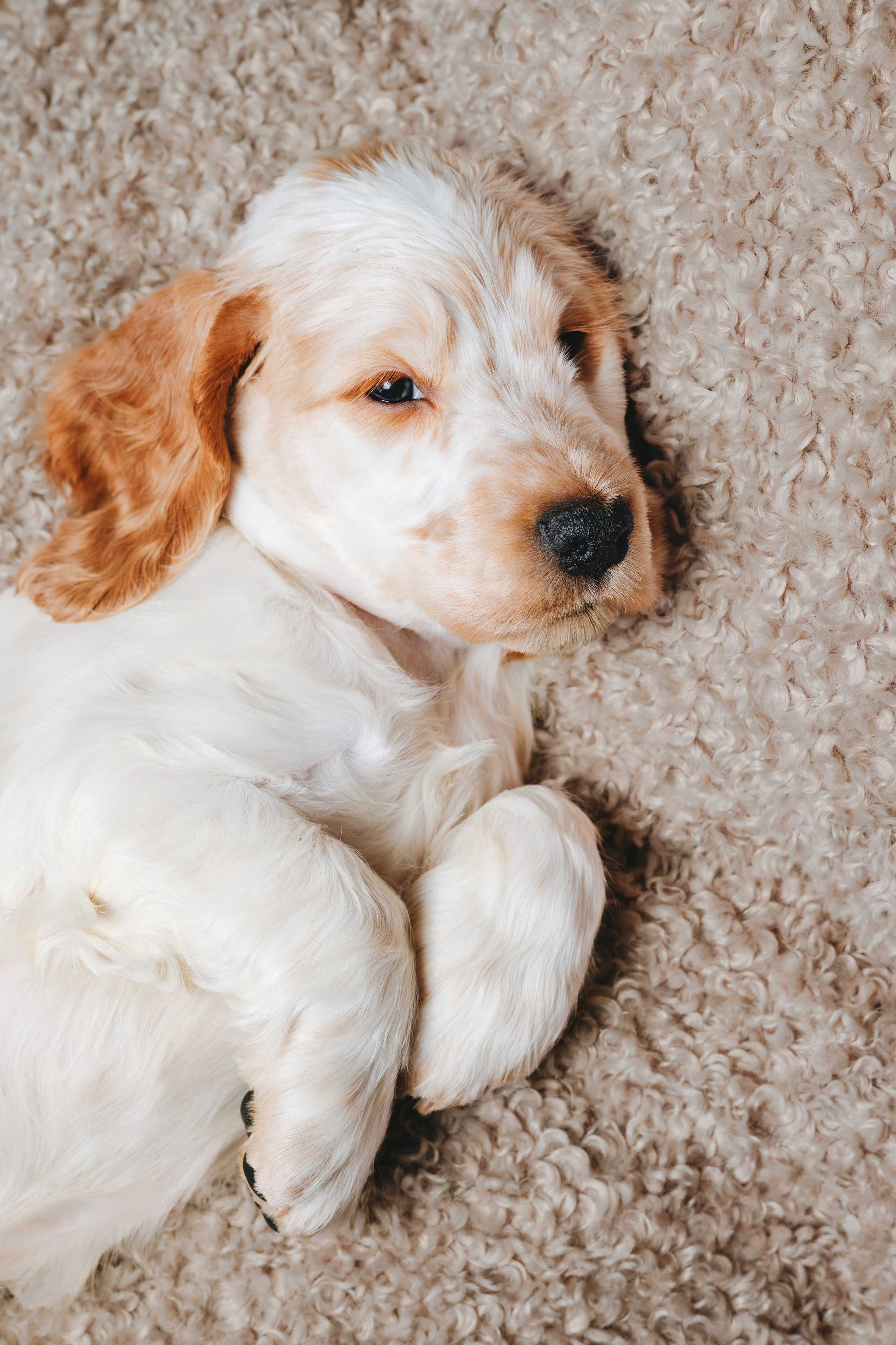 Английские коккер-спаниели. Фотограф анималист Осипчикова Мария