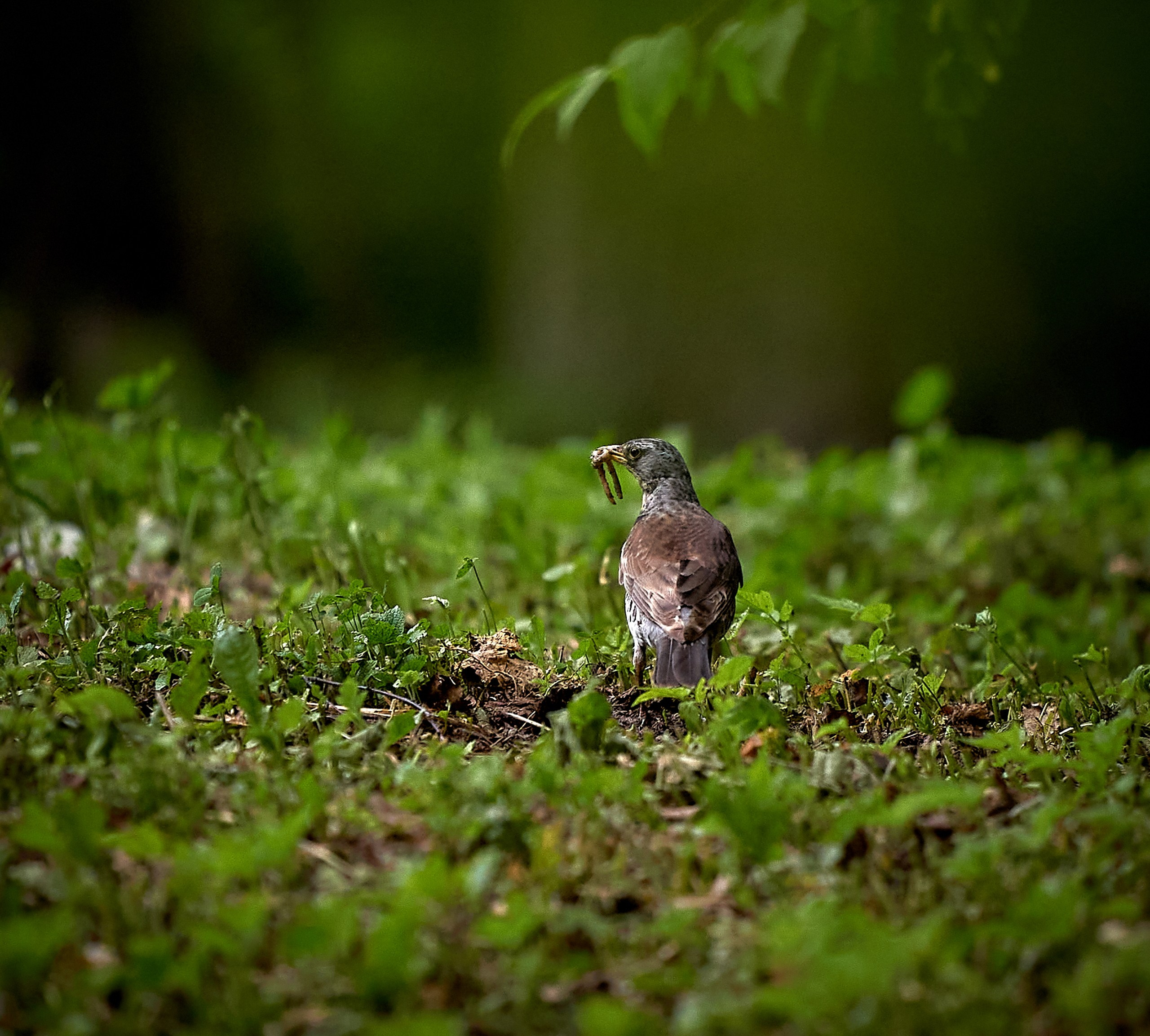Фото птиц — галерея NATRIEL