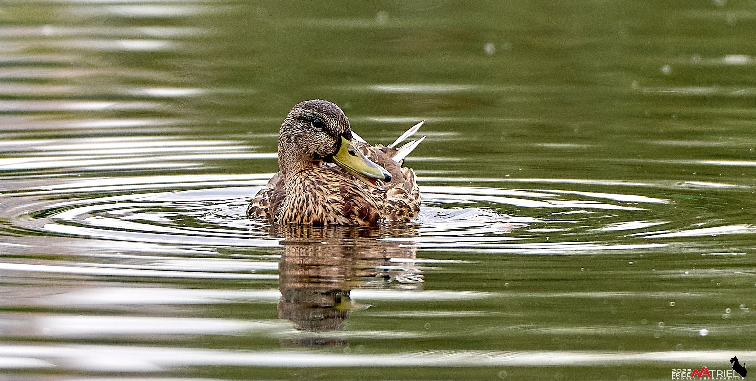 Утки на пруду