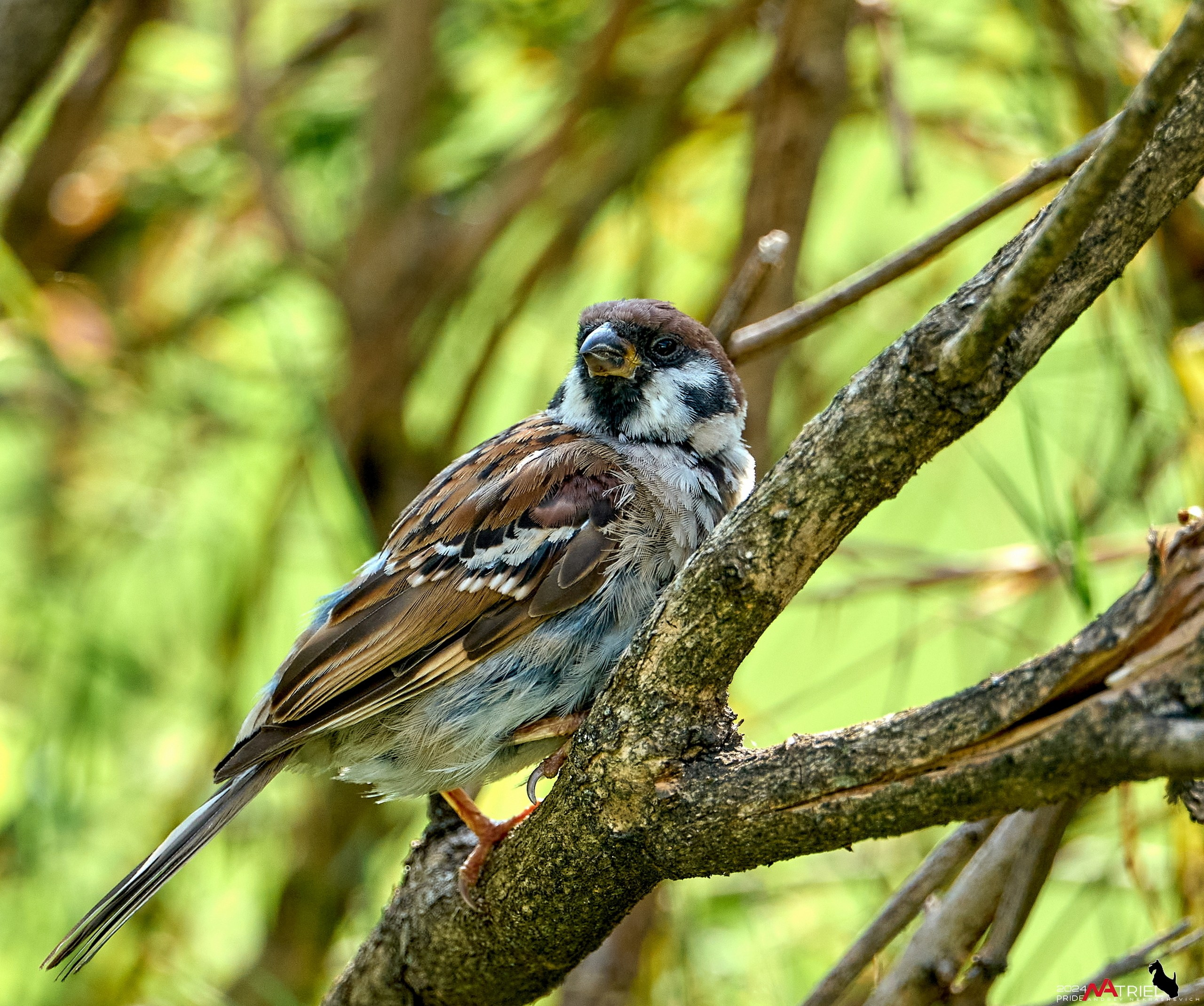 Фото птиц — галерея NATRIEL