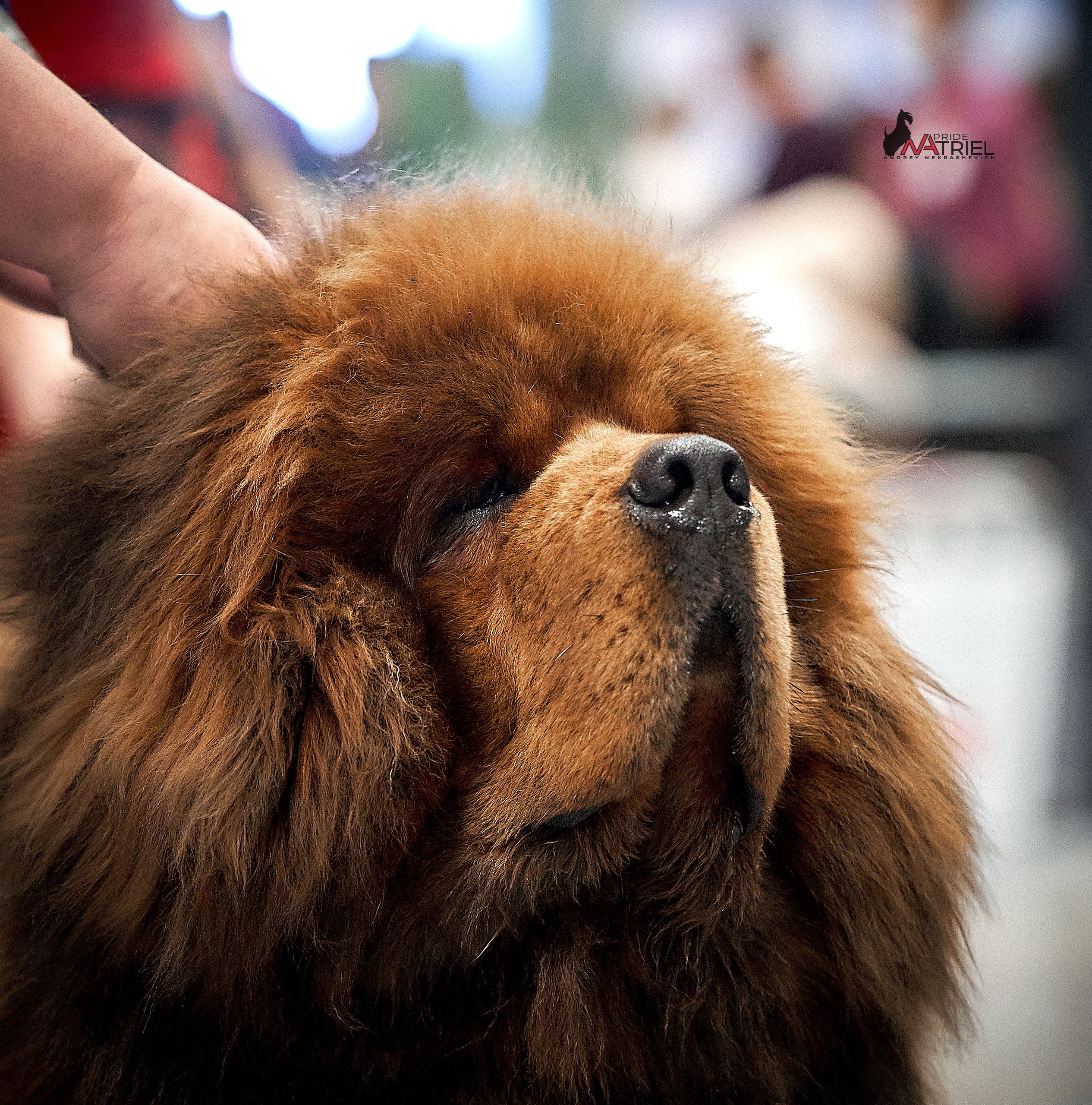 Работа в рингах — галерея NATRIEL