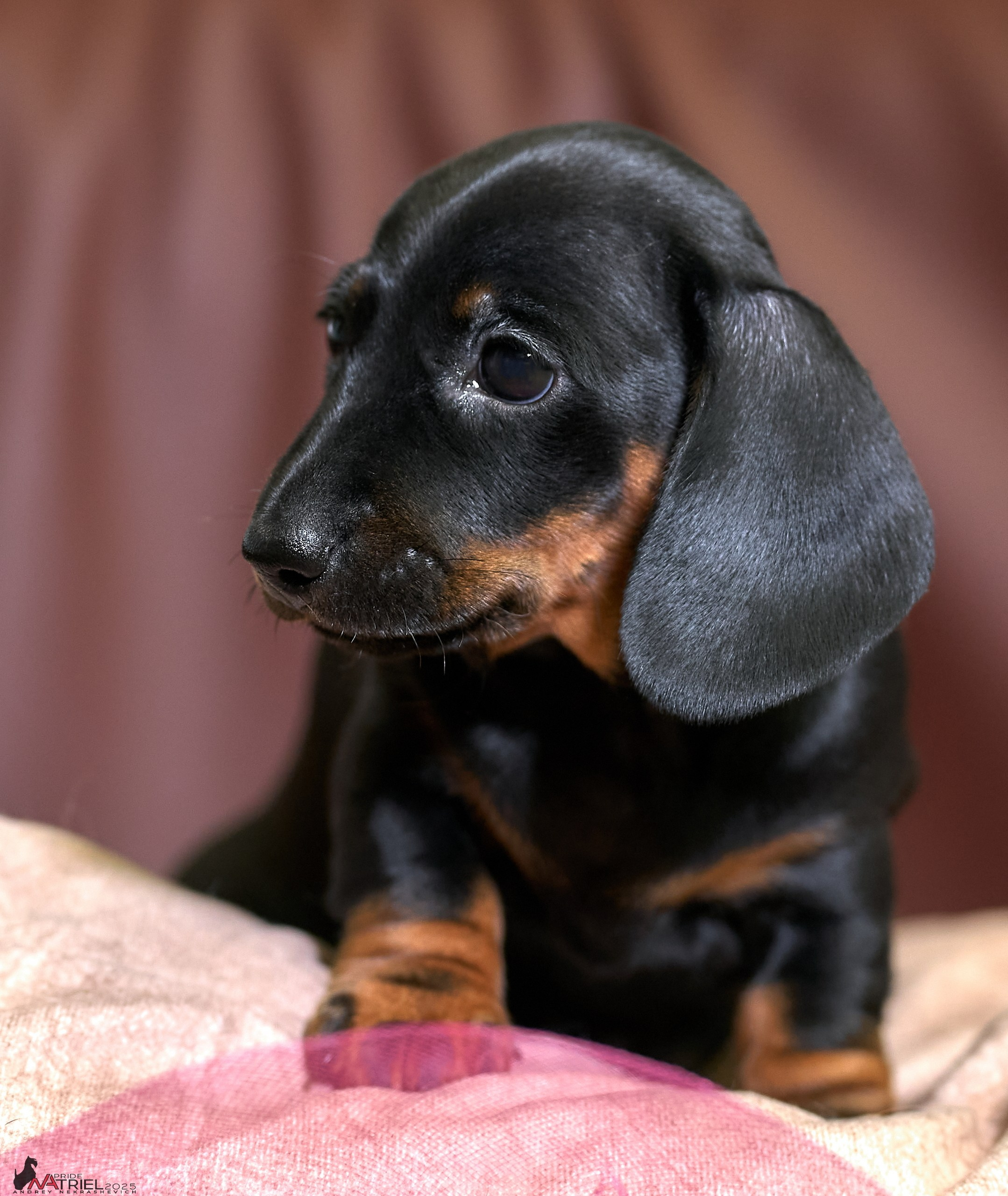 Съемка щенков таксы с мобильным светом