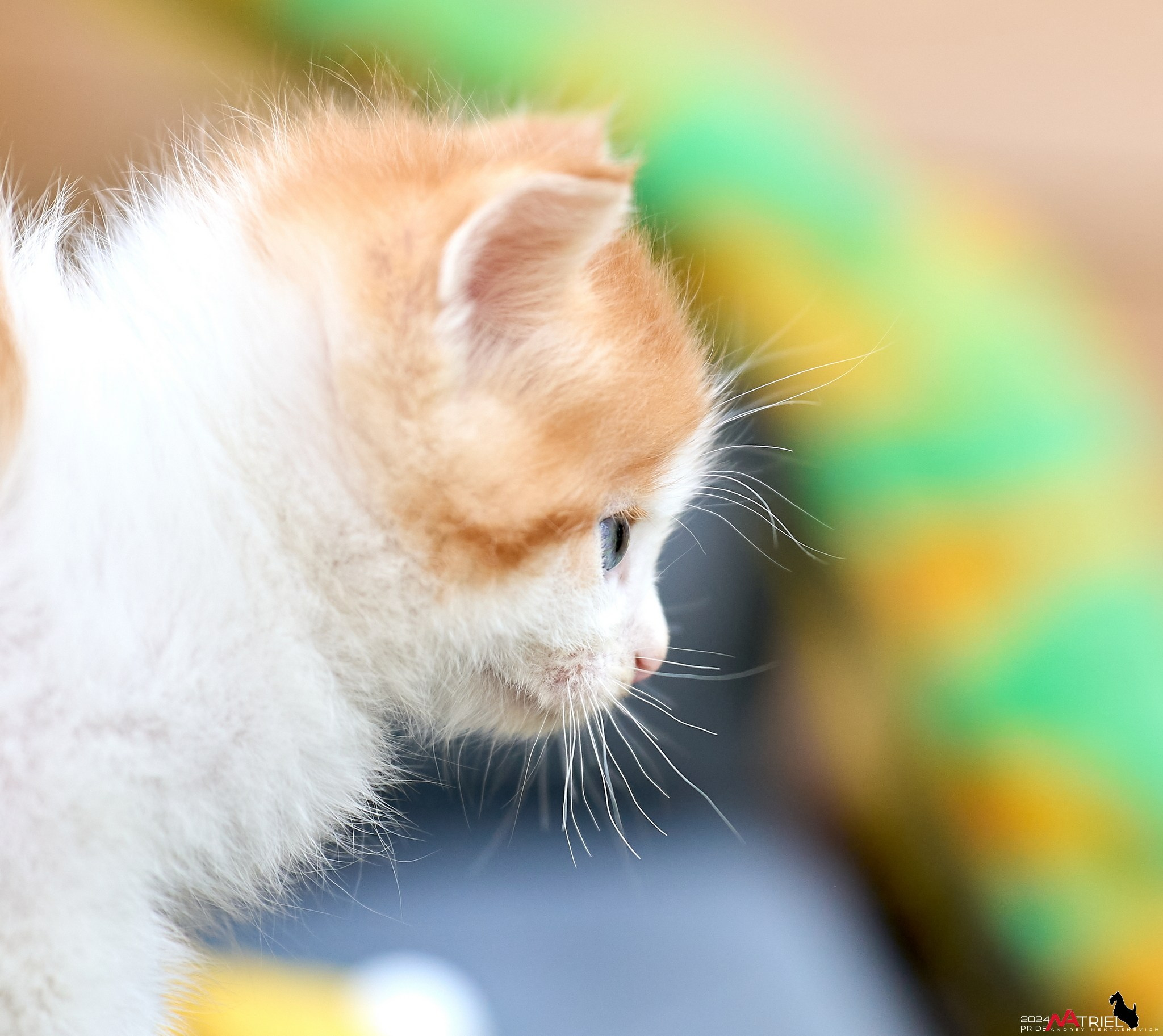 Домашние кошки — галерея NATRIEL