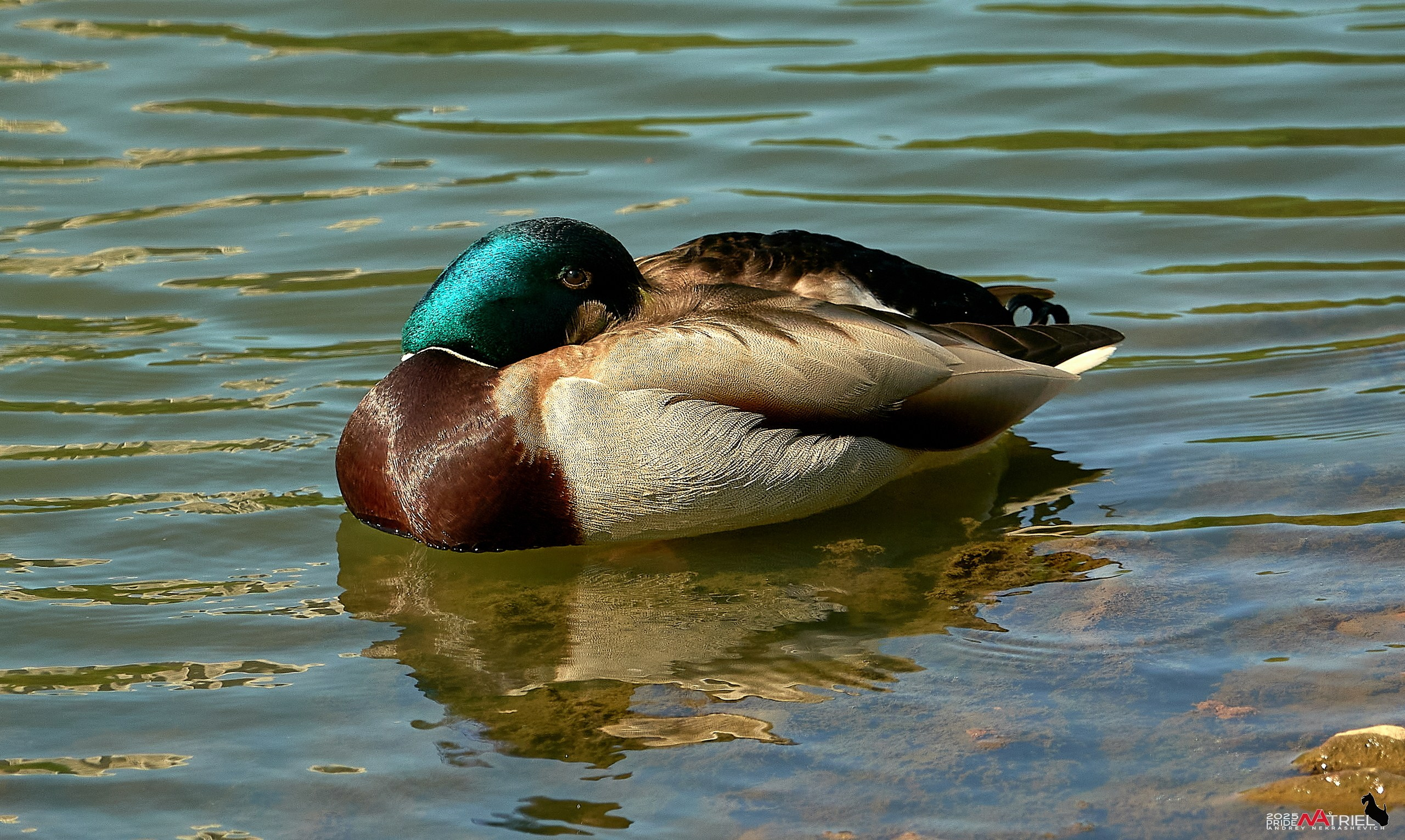 Птички и цветочки