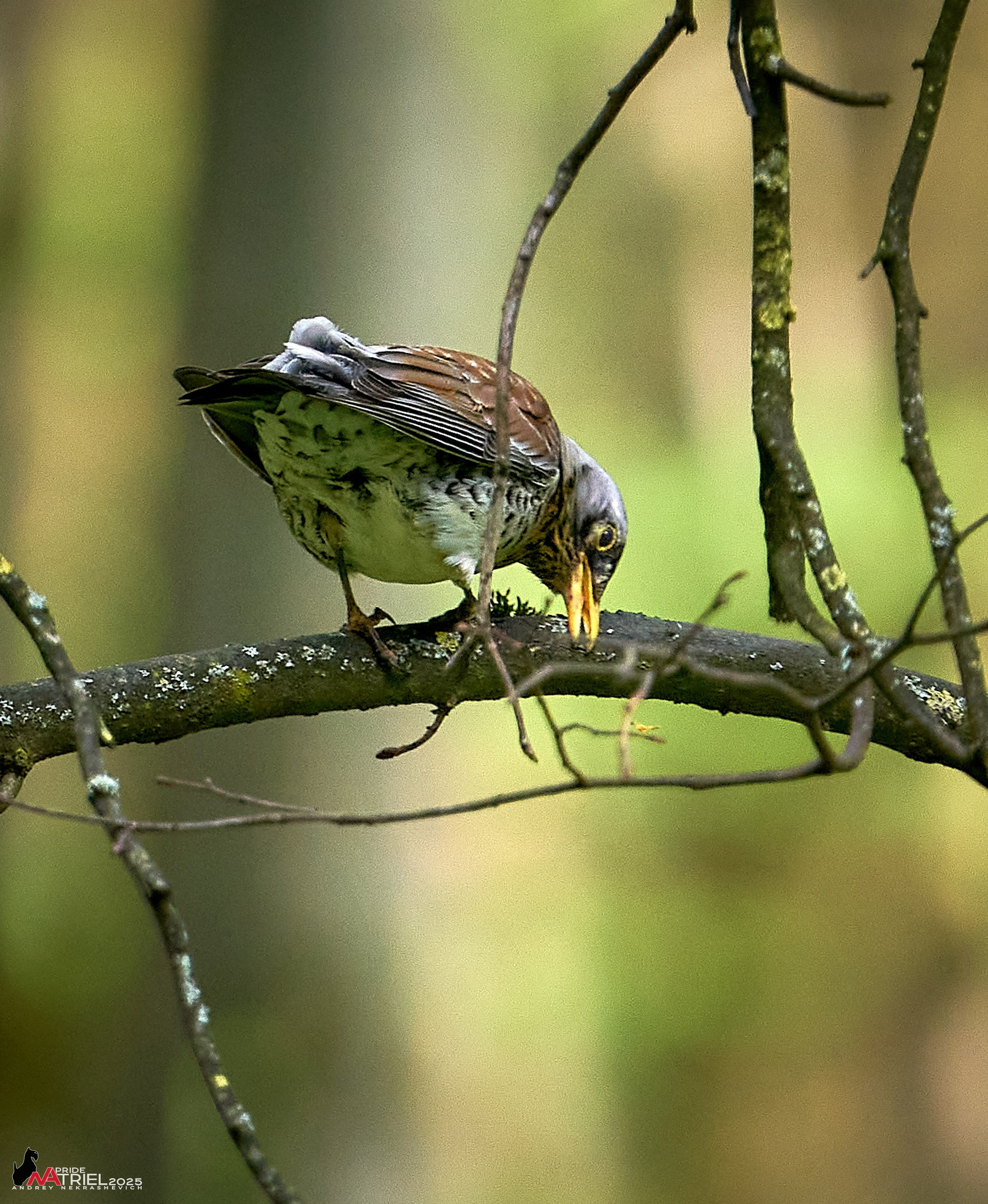 Съемка в майском лесу