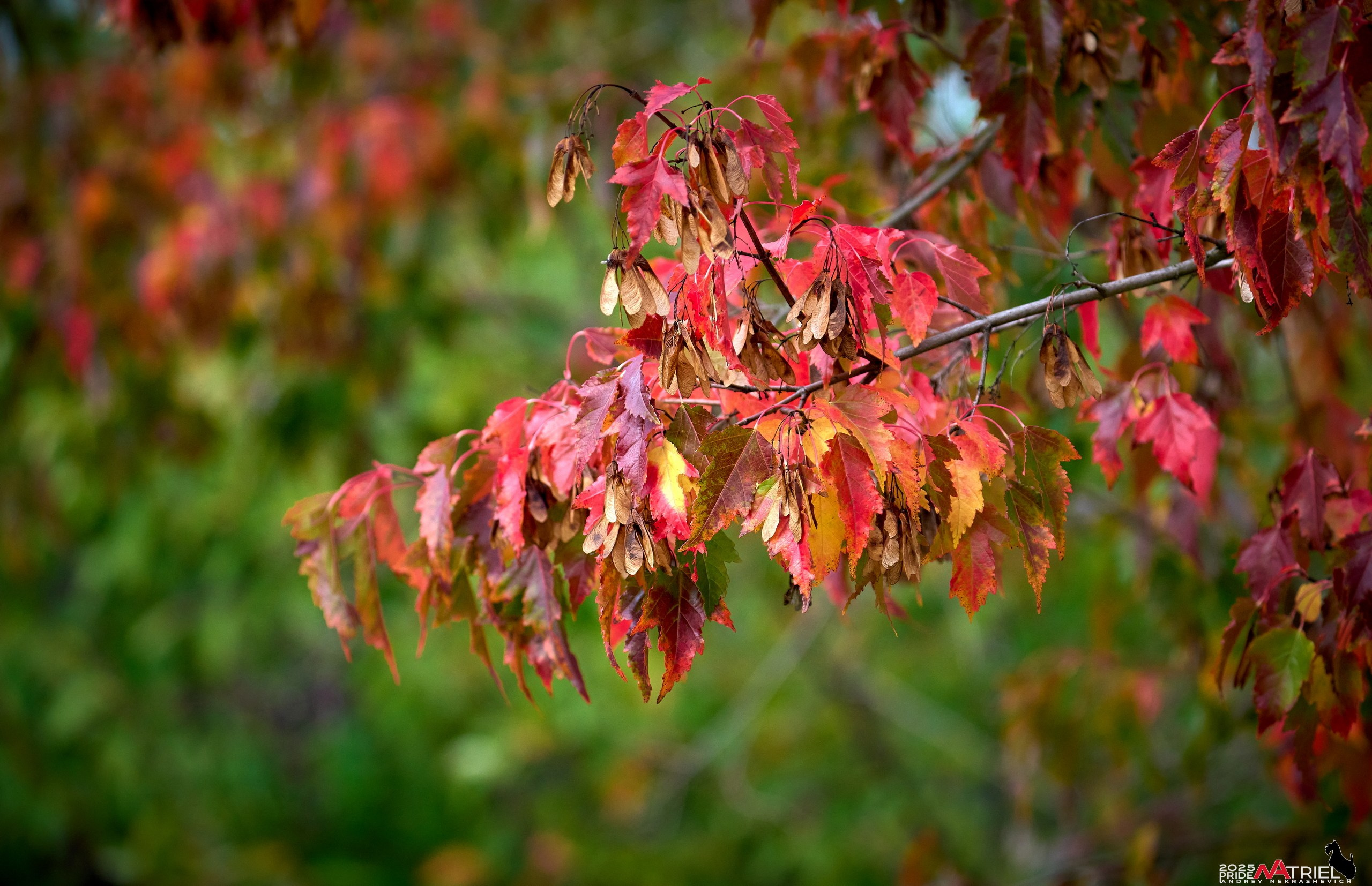 Съемка с объективом Sony 200-600 на камеру Sony A1m2