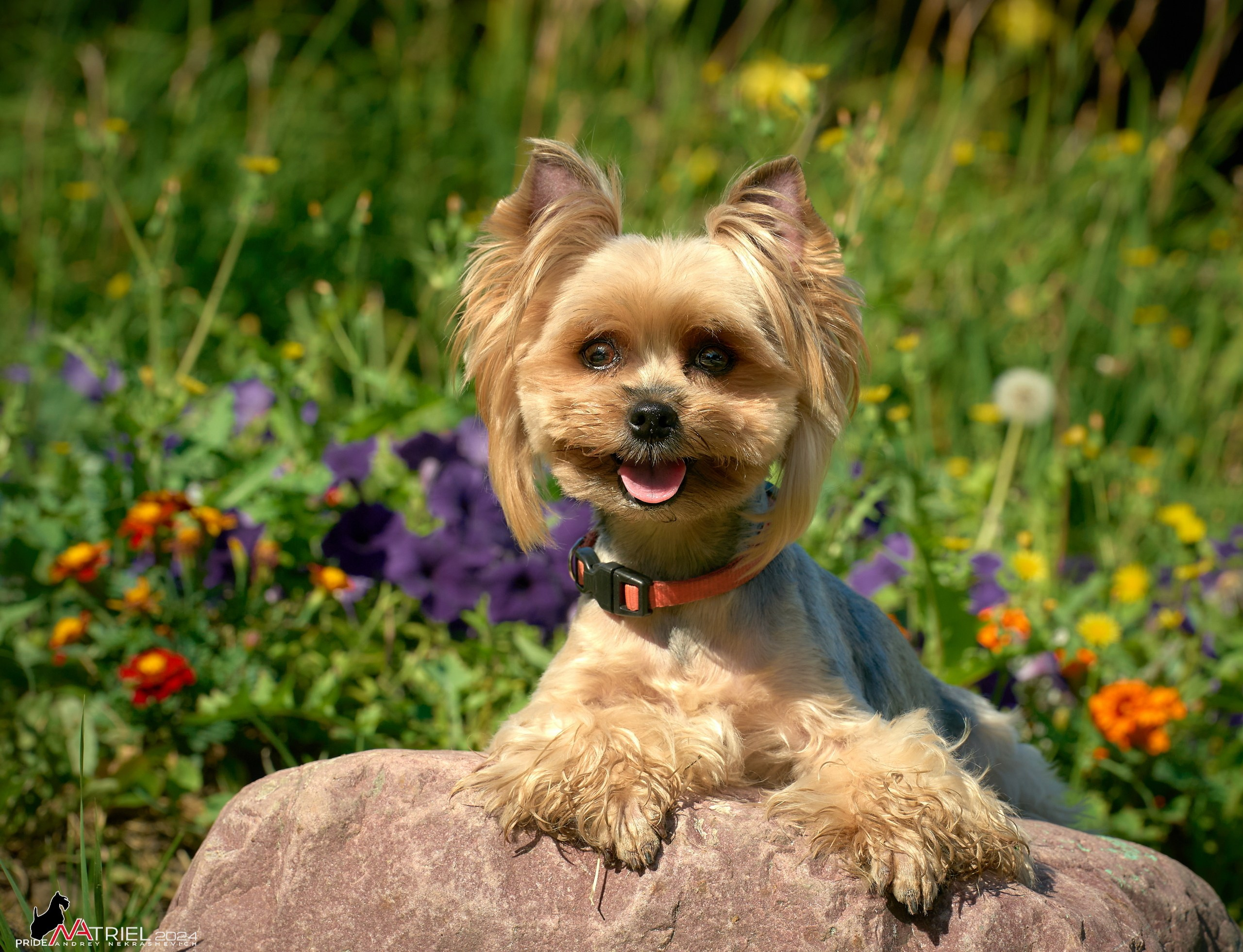 Фотопрогулка с собаками Бася и Циля