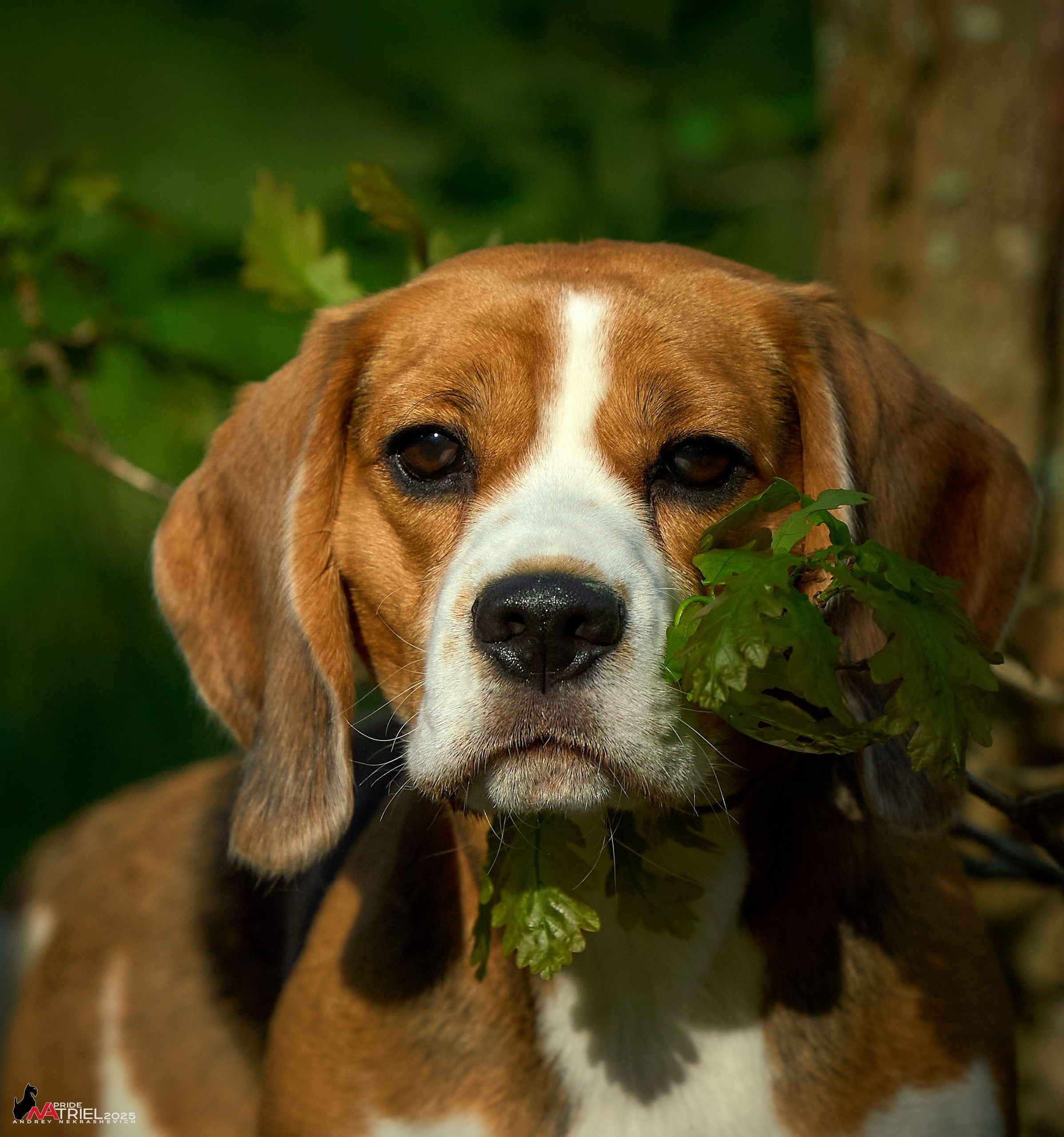 Выставка собак Суздаль-Владимир
