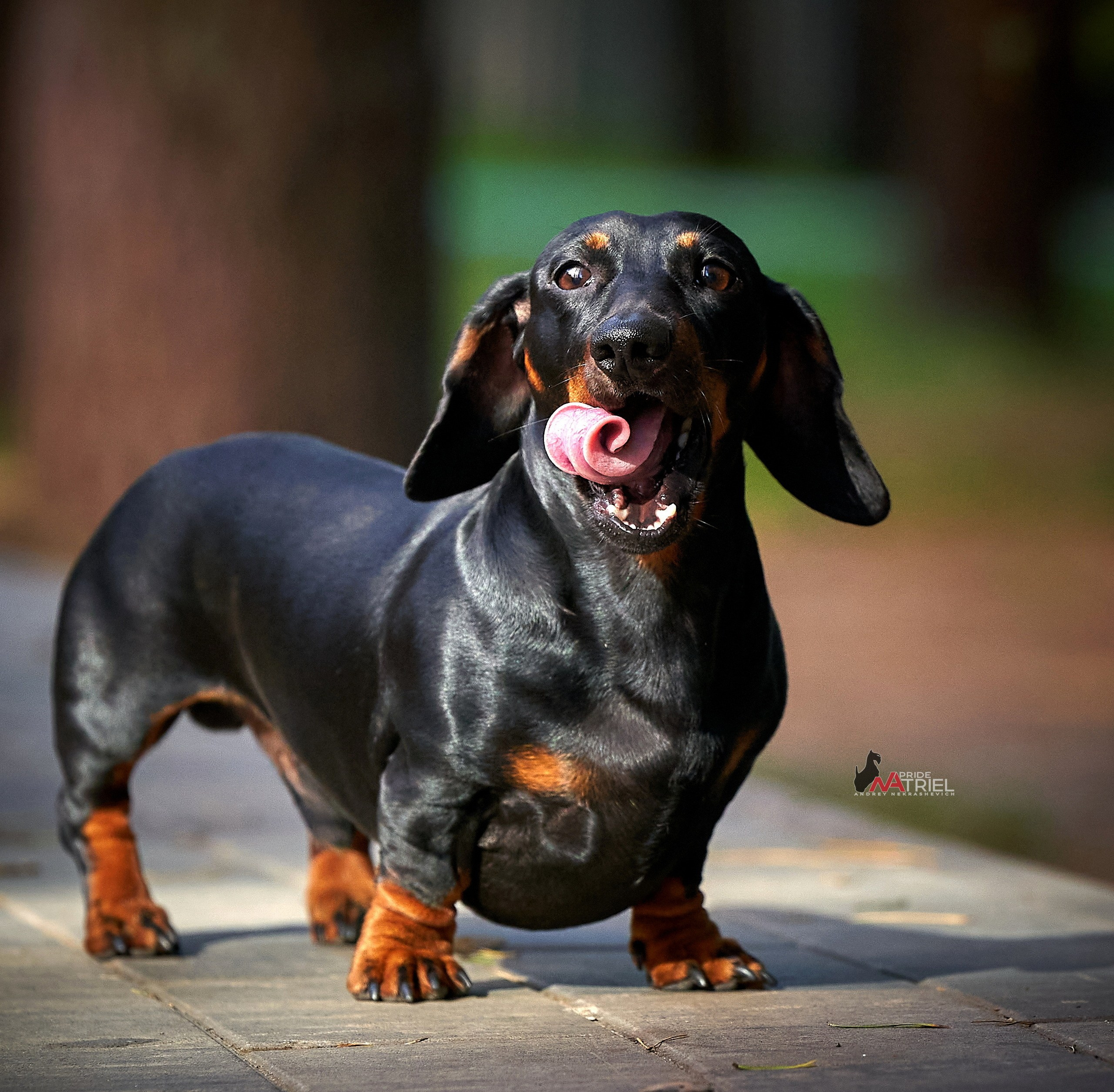 Портреты собак — галерея NATRIEL