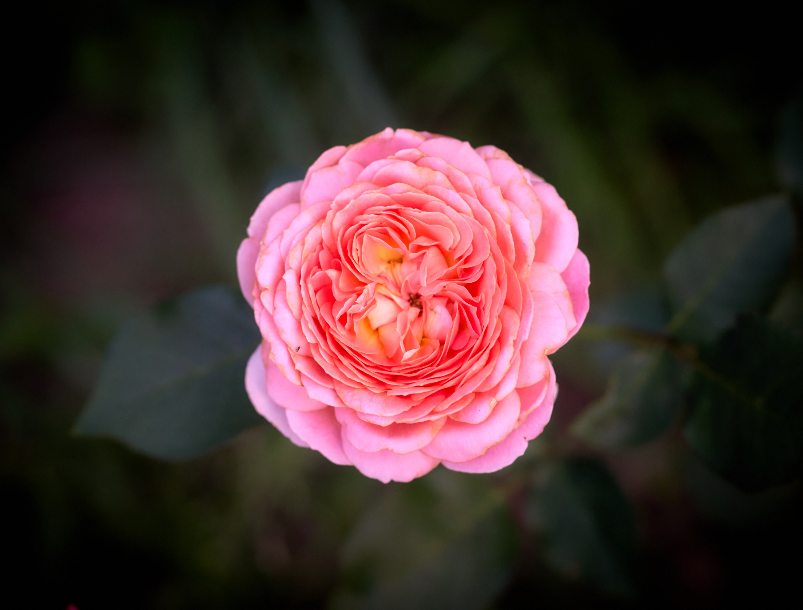 Лютики-цветочки — галерея NATRIEL