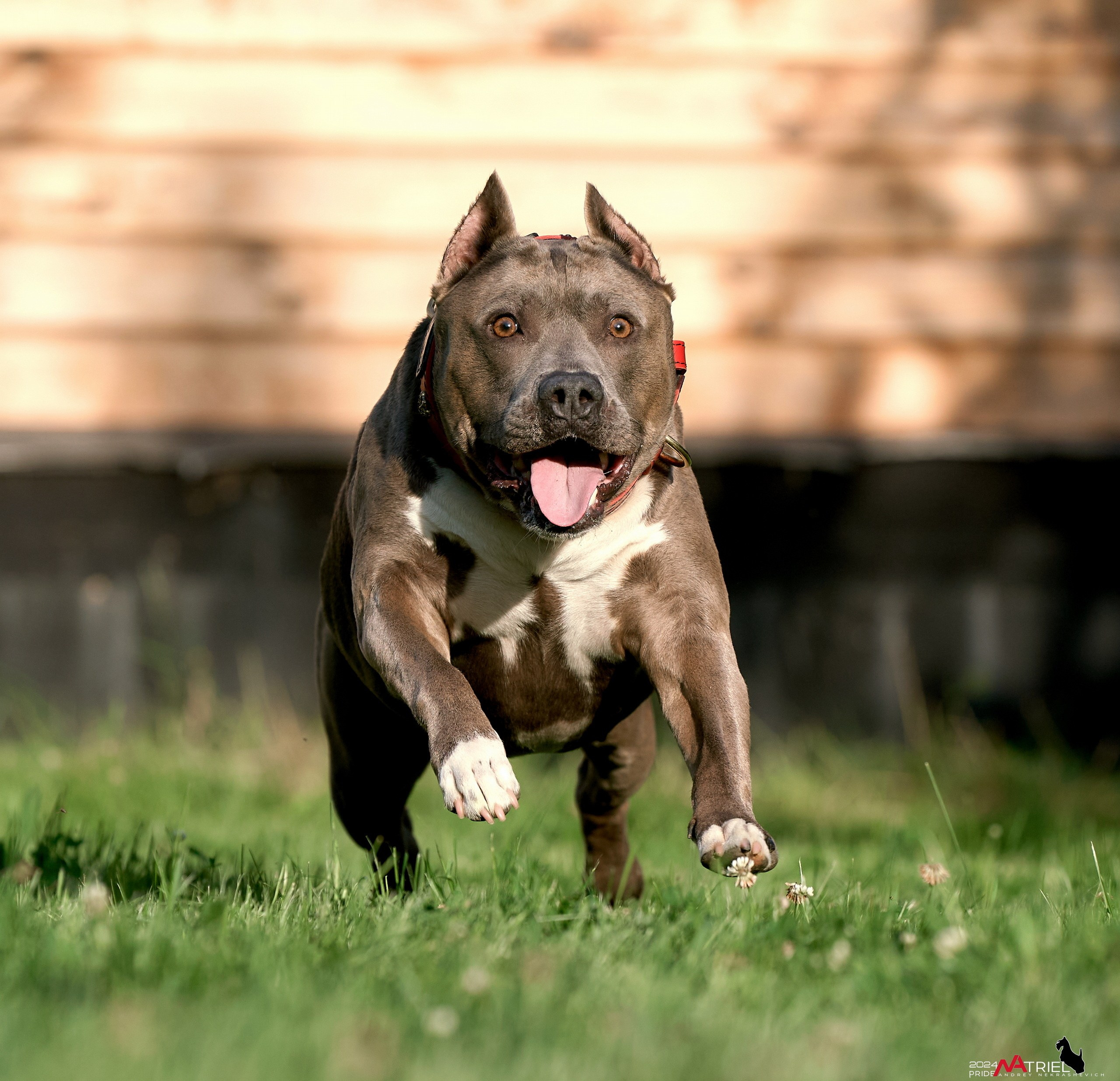 Съемка собак с выездом к Вам в дом