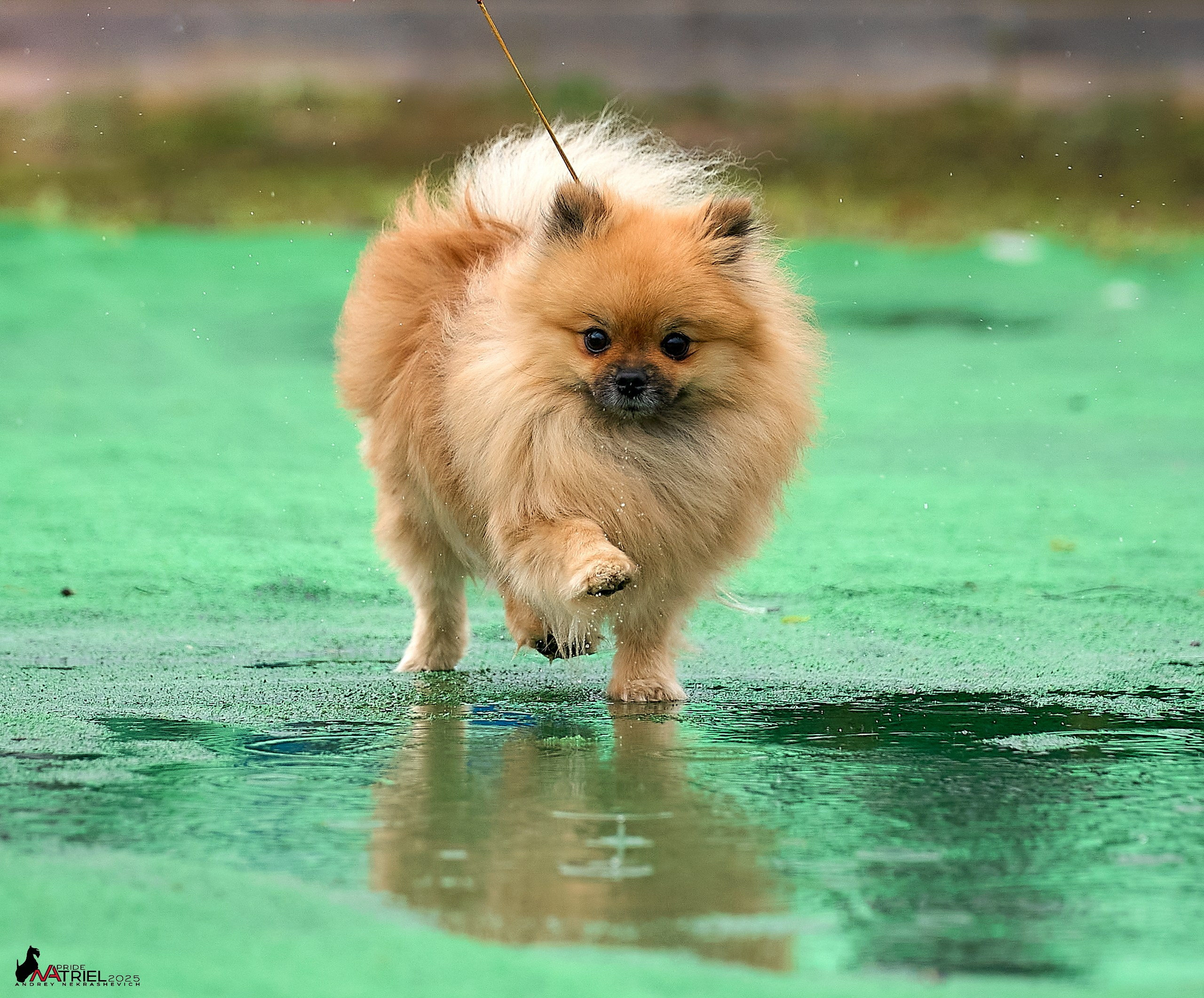 Репортаж с выставки собак