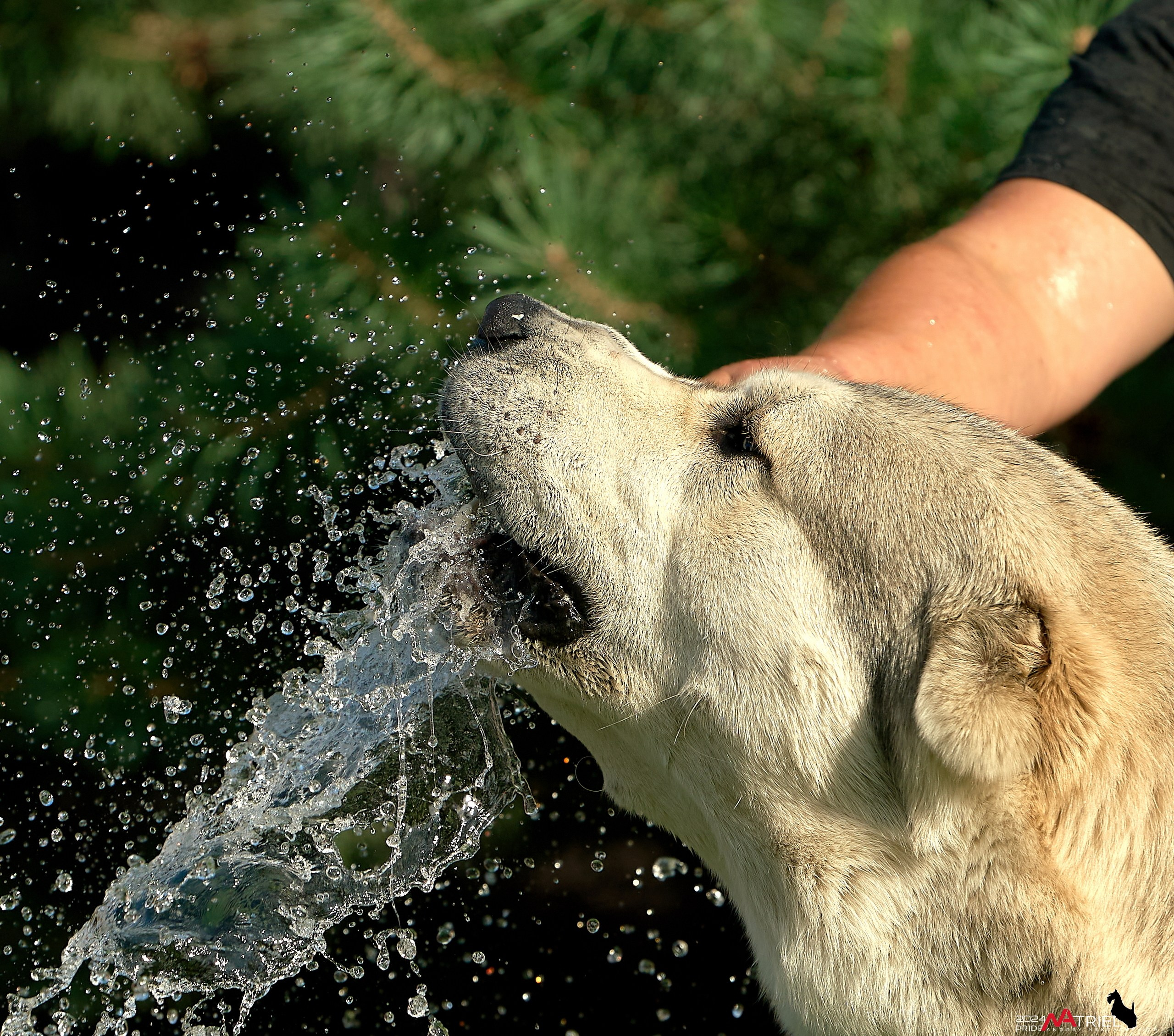 Съемка собак с выездом к Вам в дом