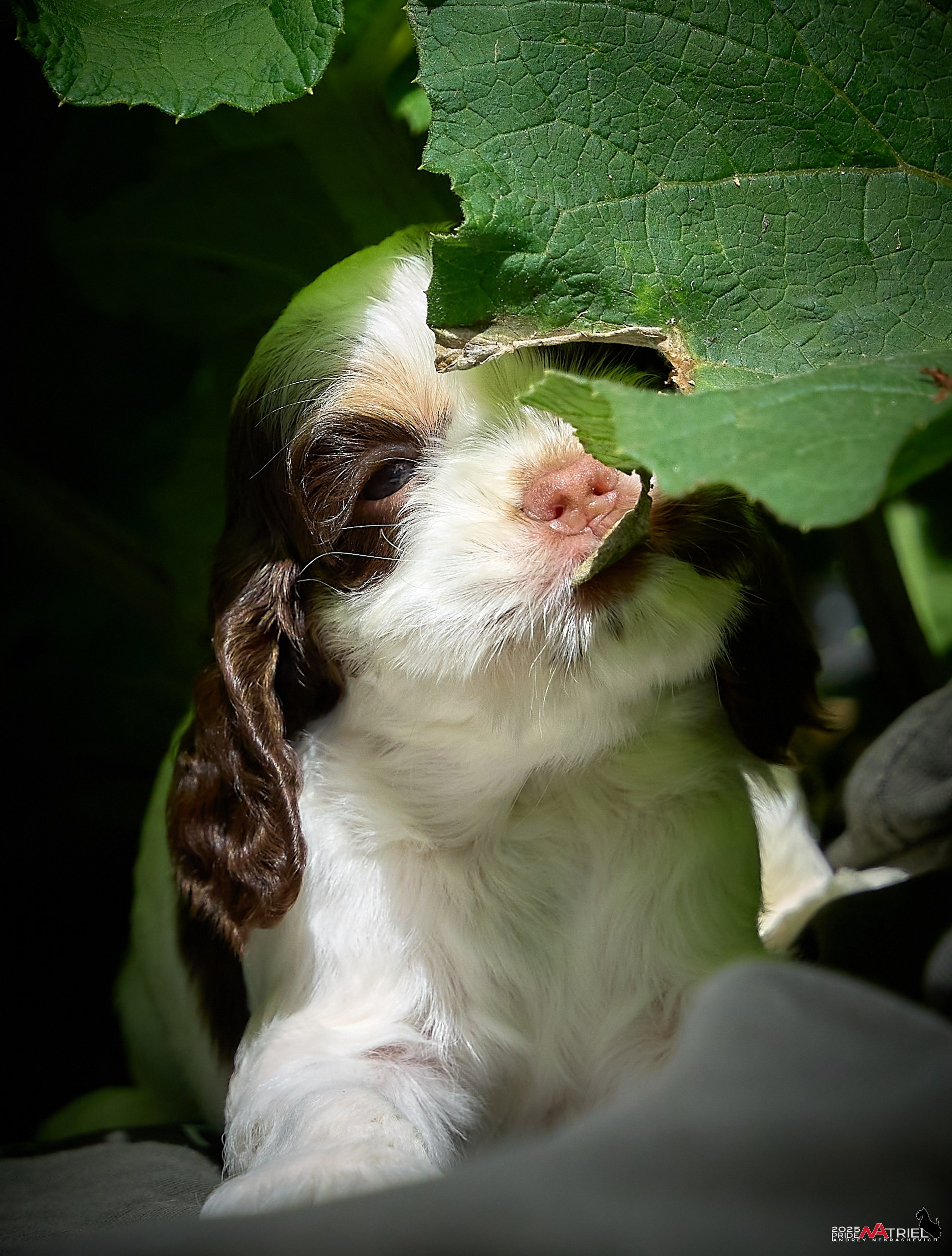 Щенки АмКокеров