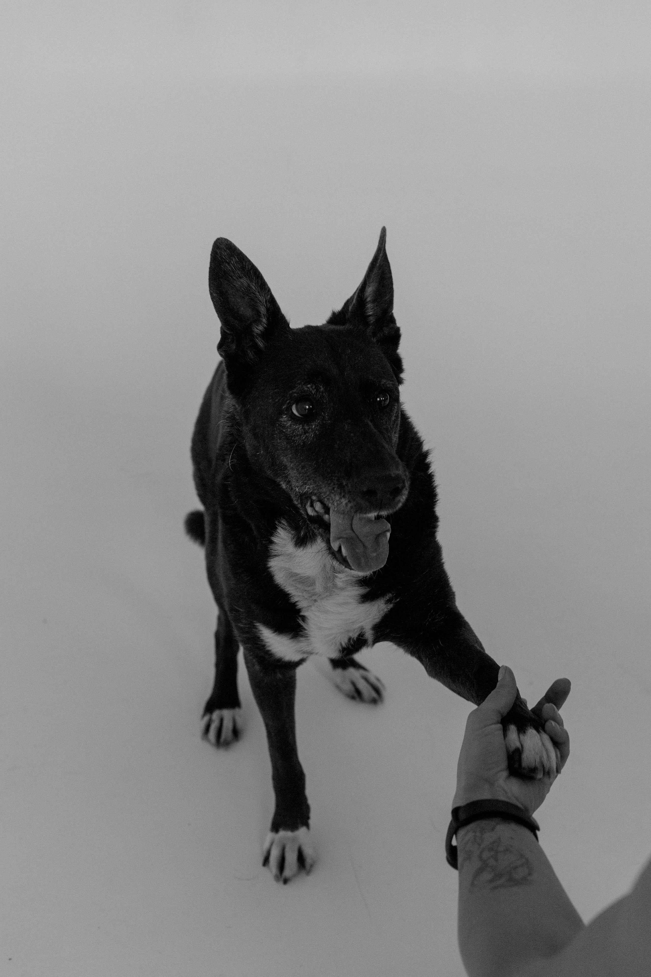 Съемки с собаками. Портретный фотограф в Москве Тимур Мансуров