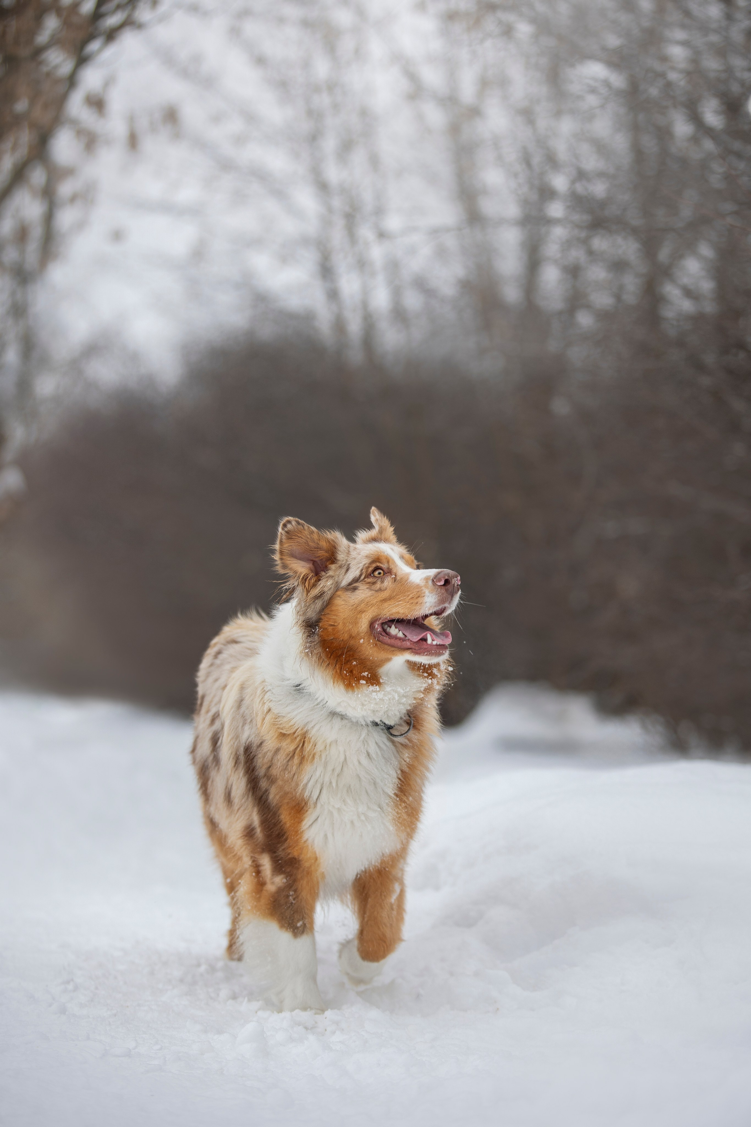 Настя, Игорь, Тесс и Марс. Фотограф анималист в Москве Майорова Евгения