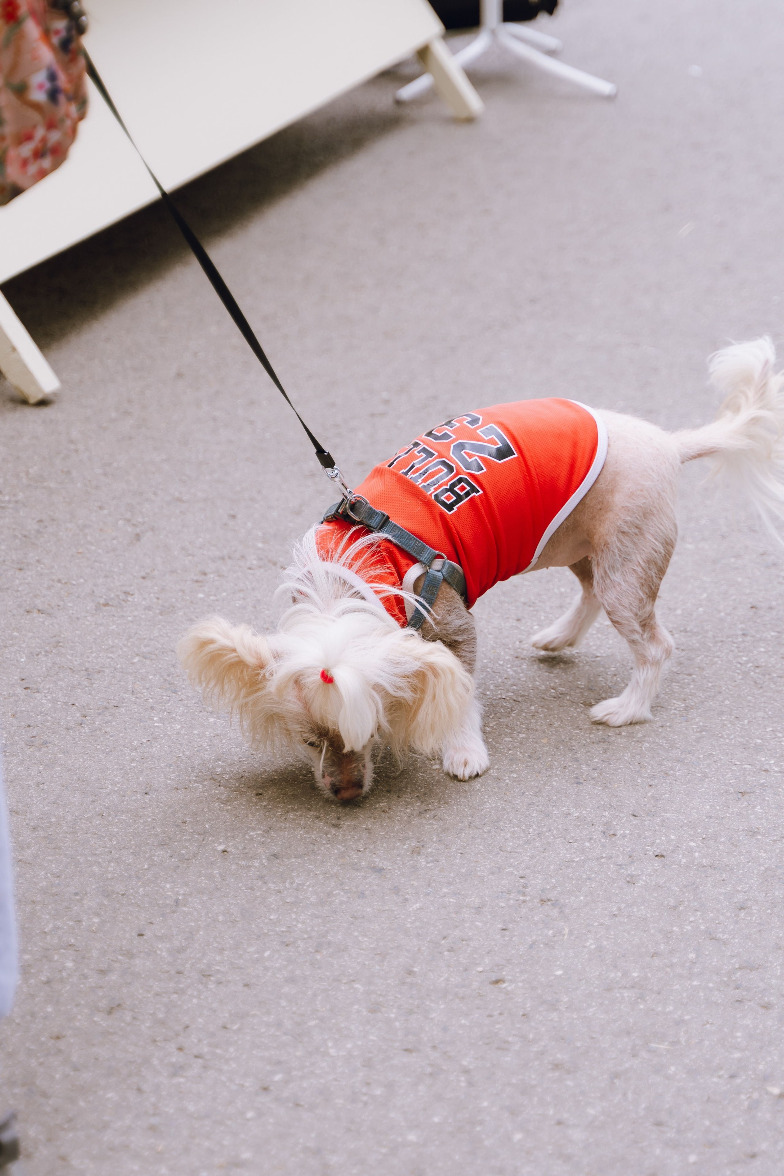 Площадка фестиваля «Мампус и его друзья» в Лесопарке 2025. Фотограф Надежда Погребняк | Рязань | Москва