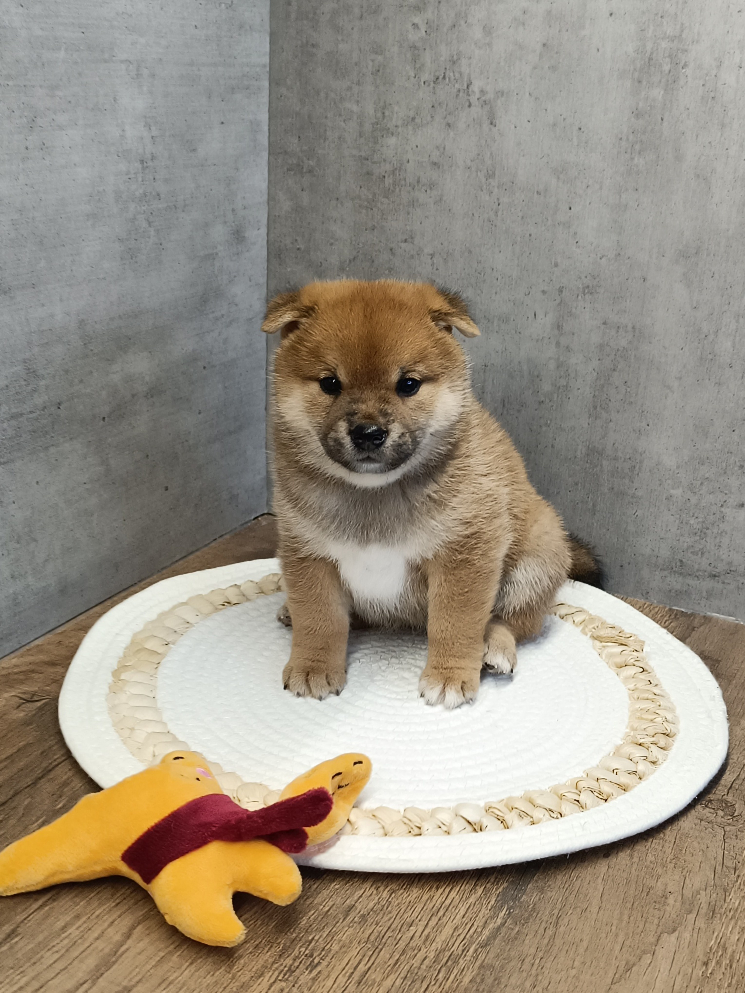 Rubylight Hattie. AMERICAN AKITA RUBYLIGHT KENNEL I SHIBA-INU