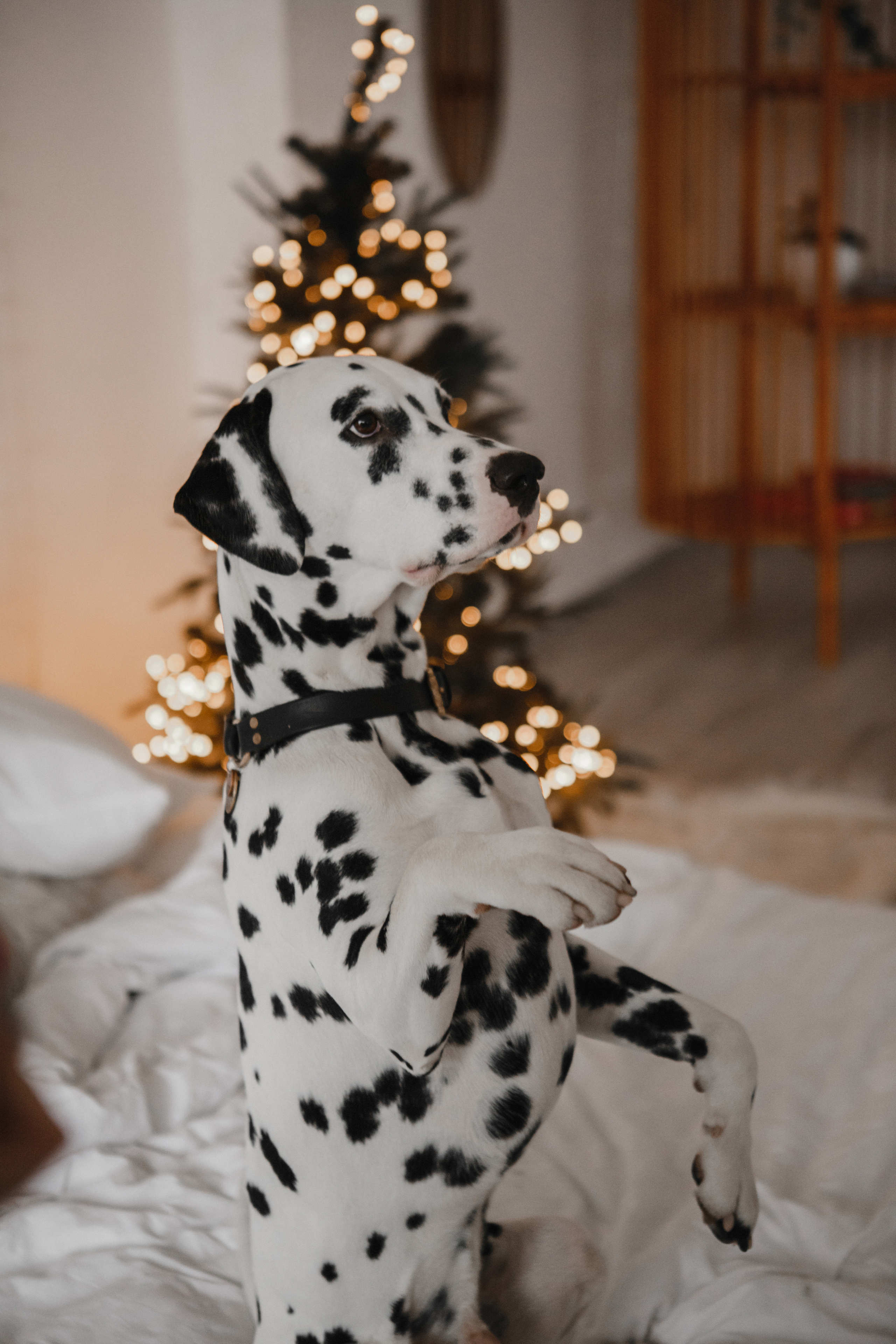 S&E / Saint-Petersburg. Hochzeitsfotografin Galina Bikowez