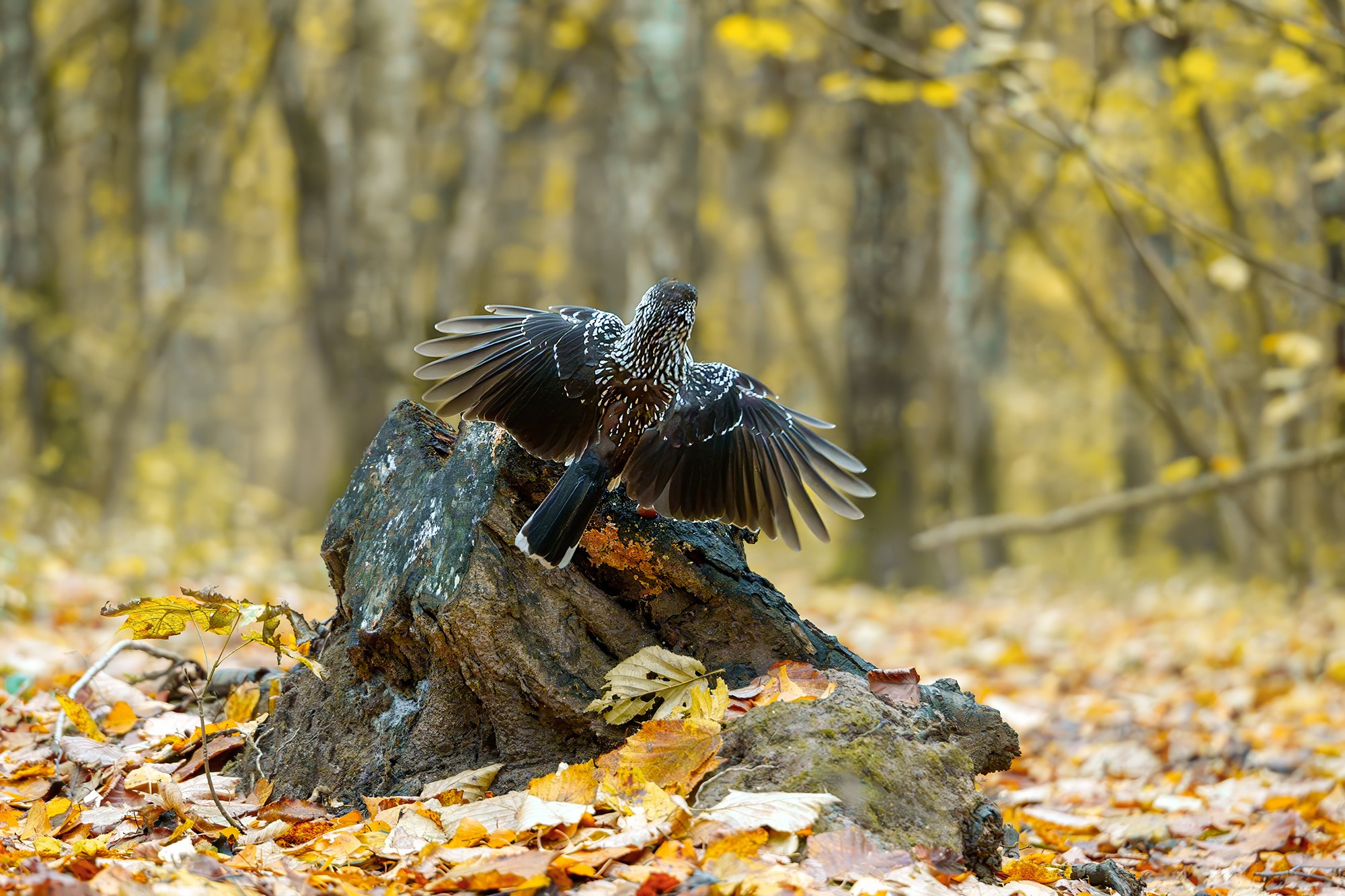 Удивительные мир птиц. Вокруг нас столько прекрасного — присмотритесь!. Ваш личный фотограф Марина Волкова