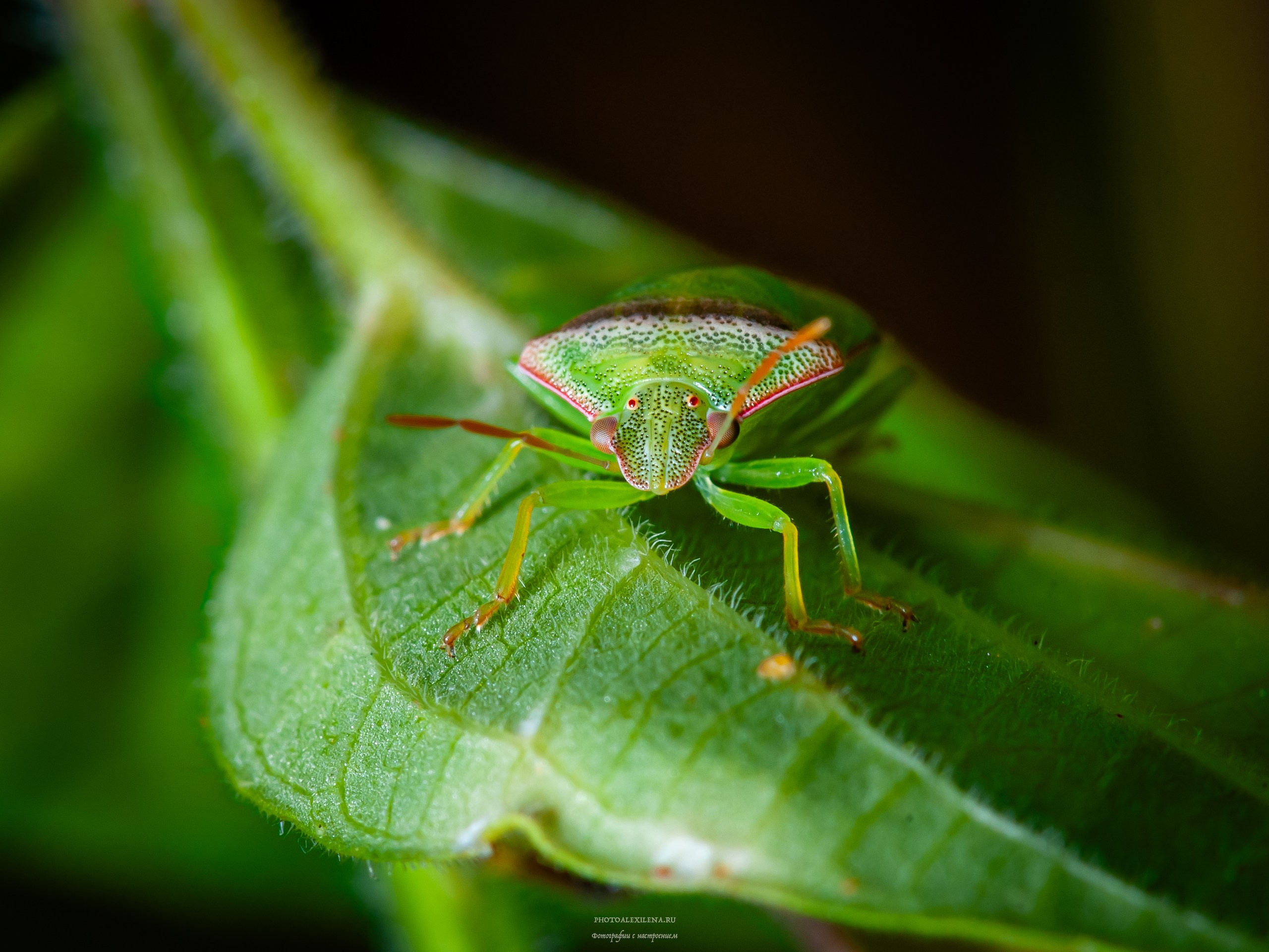 Все оттенки зелёного. Авторские стильные фотокартины
