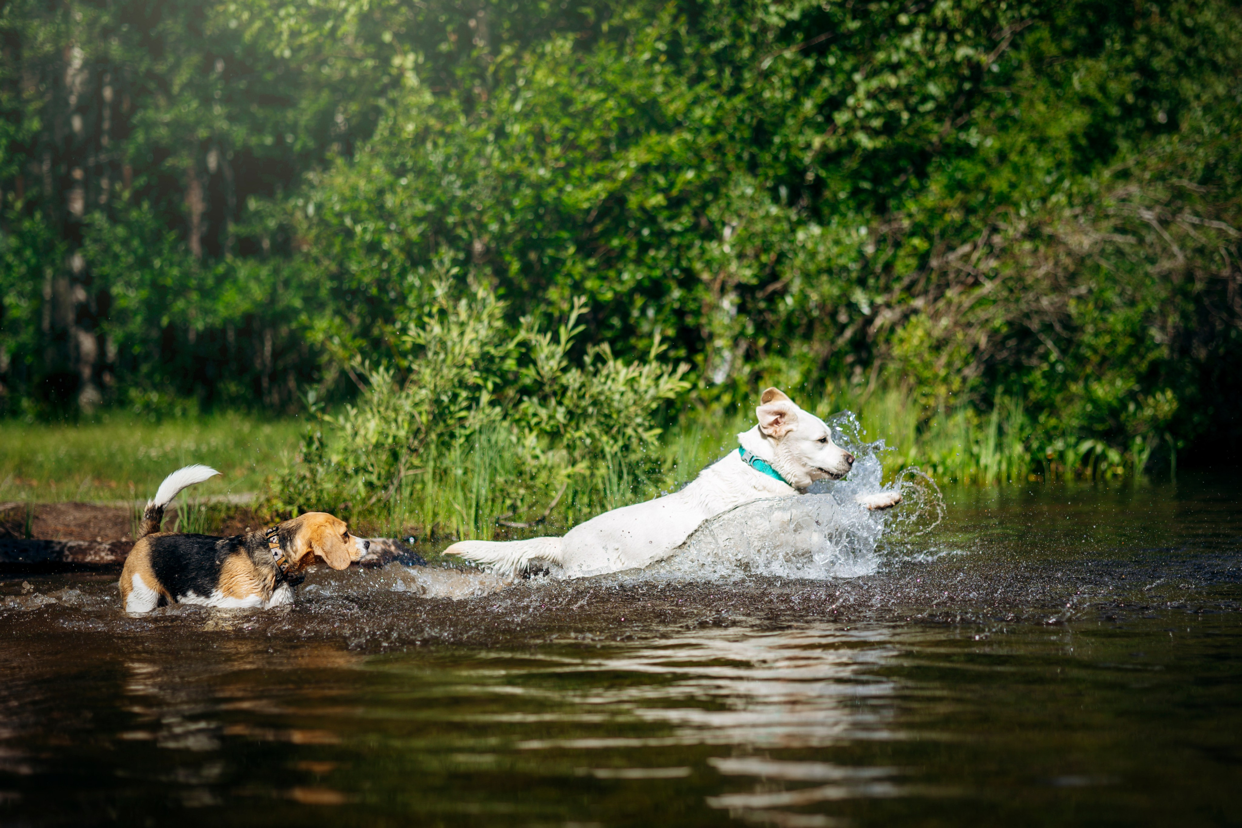 Котофеи и их семья. Фотограф — Анималист | Санкт-Петербург