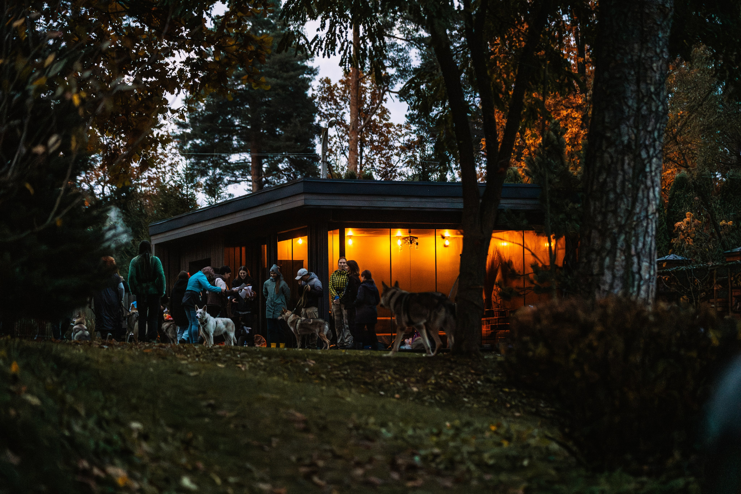 ФОТОПАМЯТЬ ВАШИХ ЭМОЦИЙ. Фотограф-анималист, семейный фотограф в Москве и Подмосковье. Фотосъёмка кинологических дисциплин