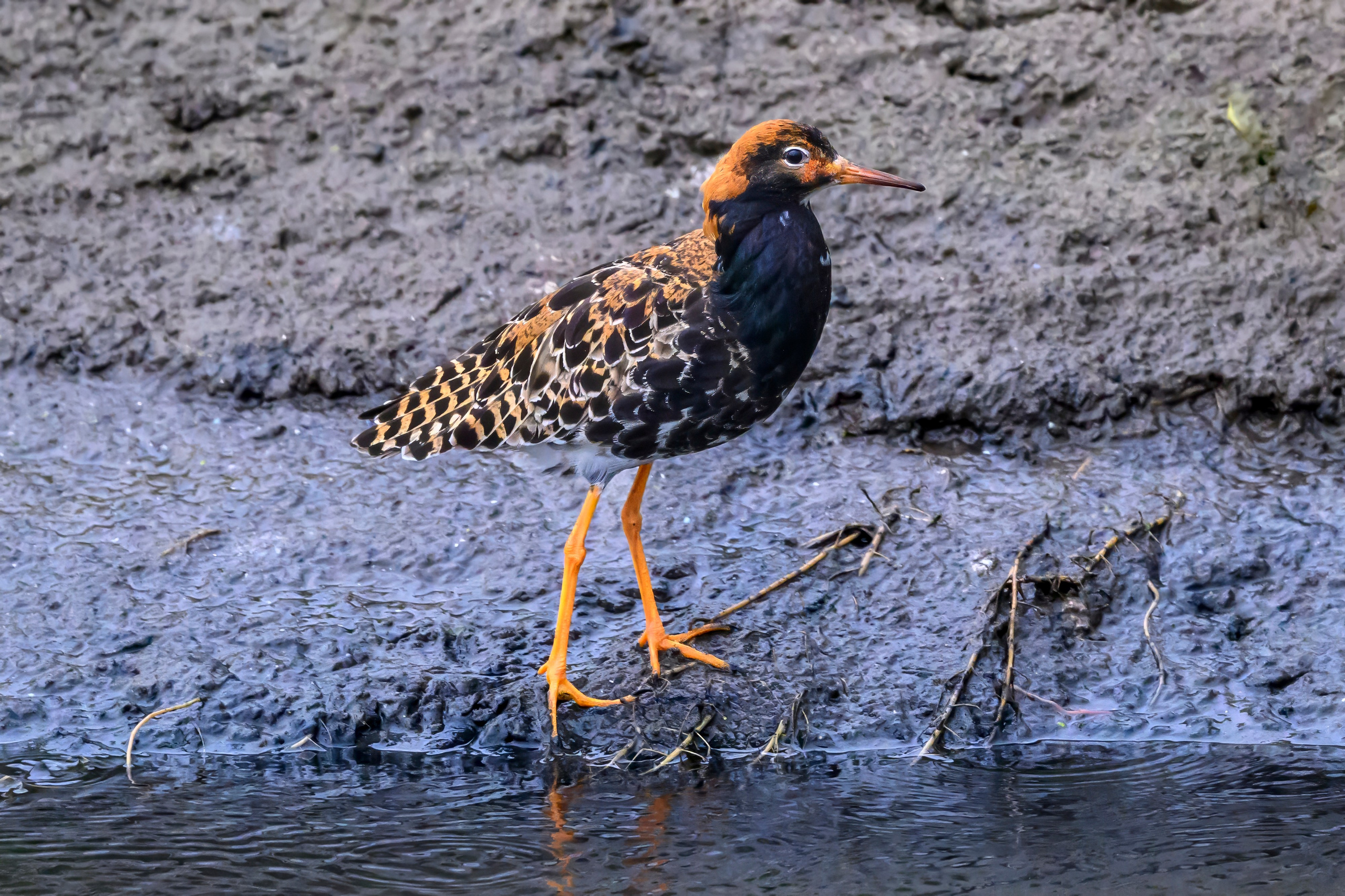 Дождь. Wildlife photography by Sergey Puponin