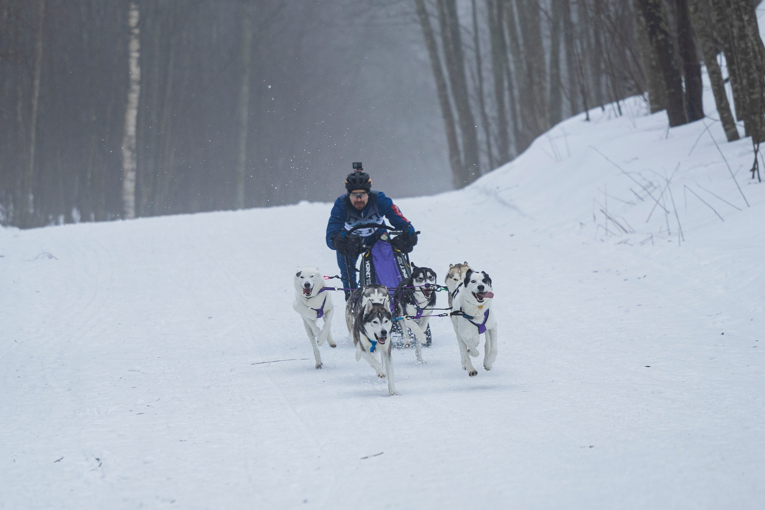 Зимний Чемпионат Санкт-Петербурга по ездовому спорту. Фотограф-анималист Анна Маринич