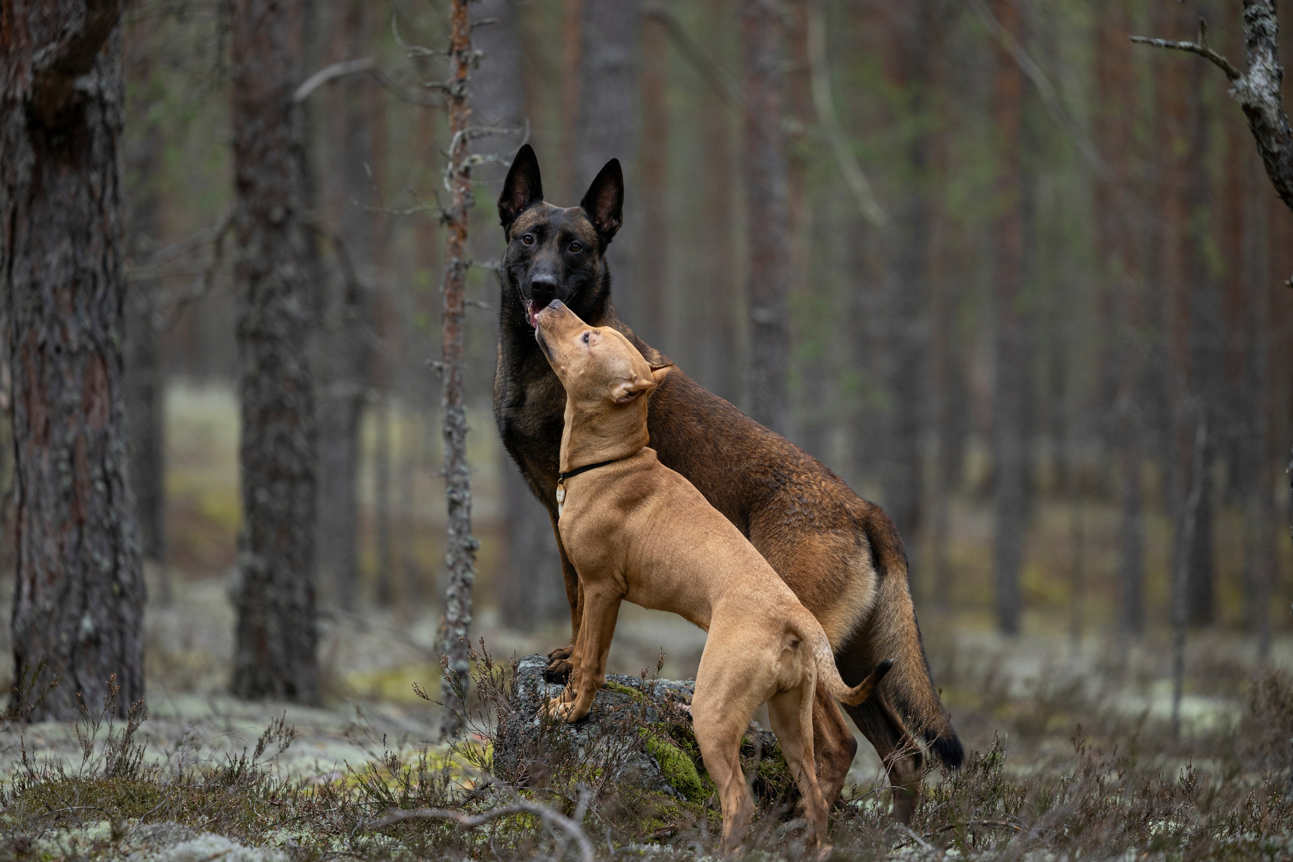 Лужские Мальдивы. Фотограф-анималист Анна Маринич