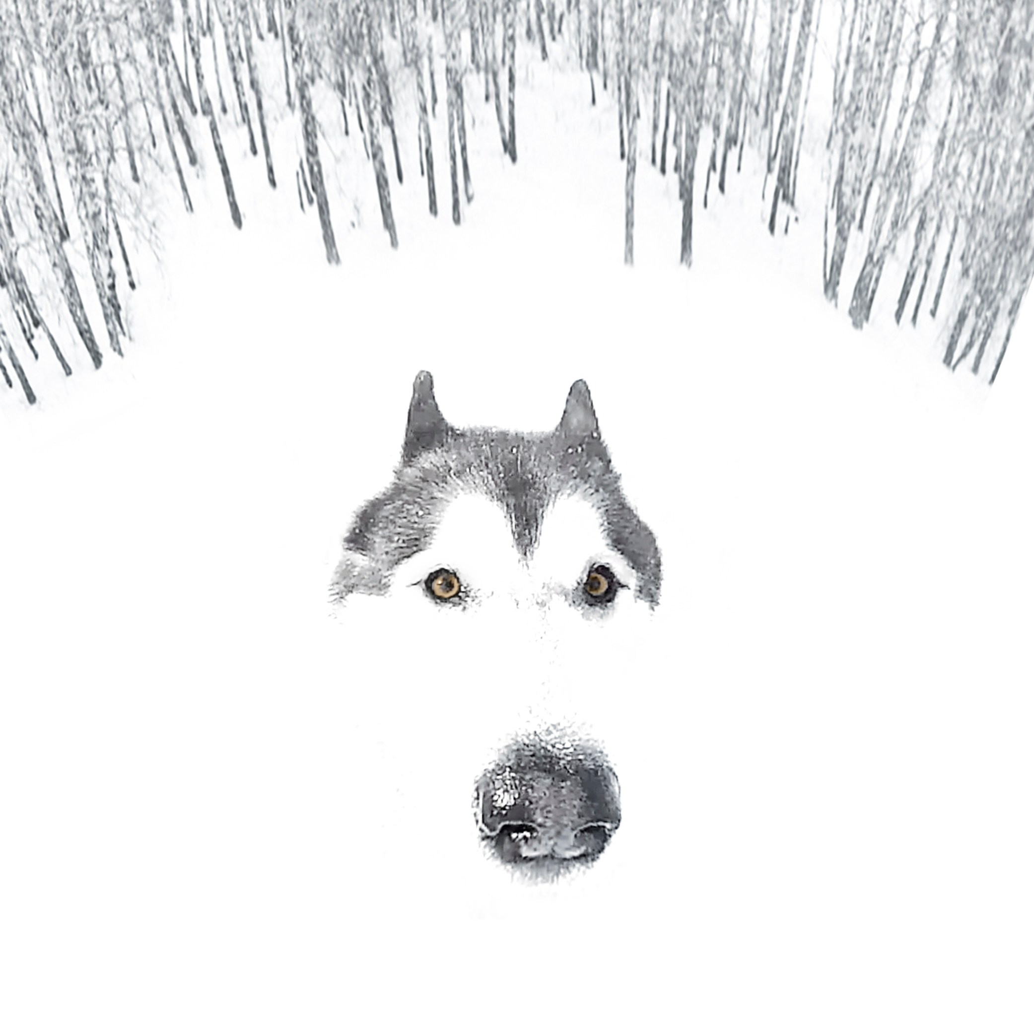 Animals and pets. Visual artist Olga Burmistrova