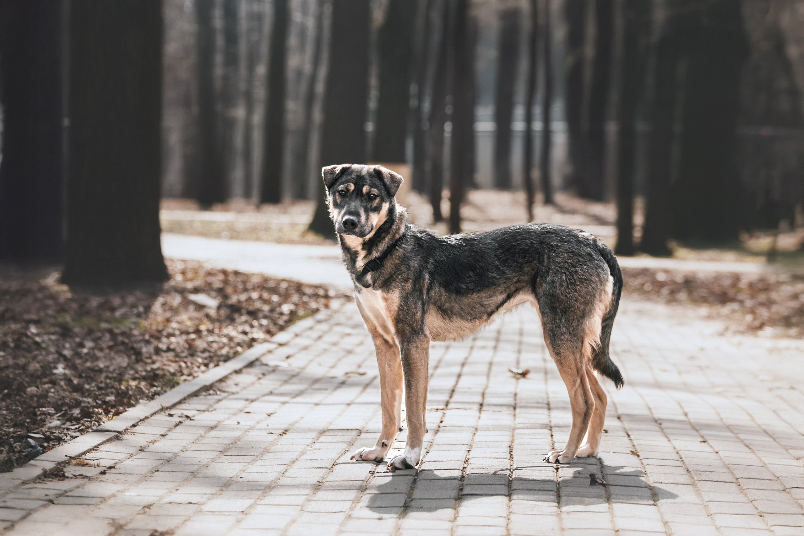 Собаки из приюта Дубовая роща весна 2025. Фотограф-анималист Татьяна Степанова
