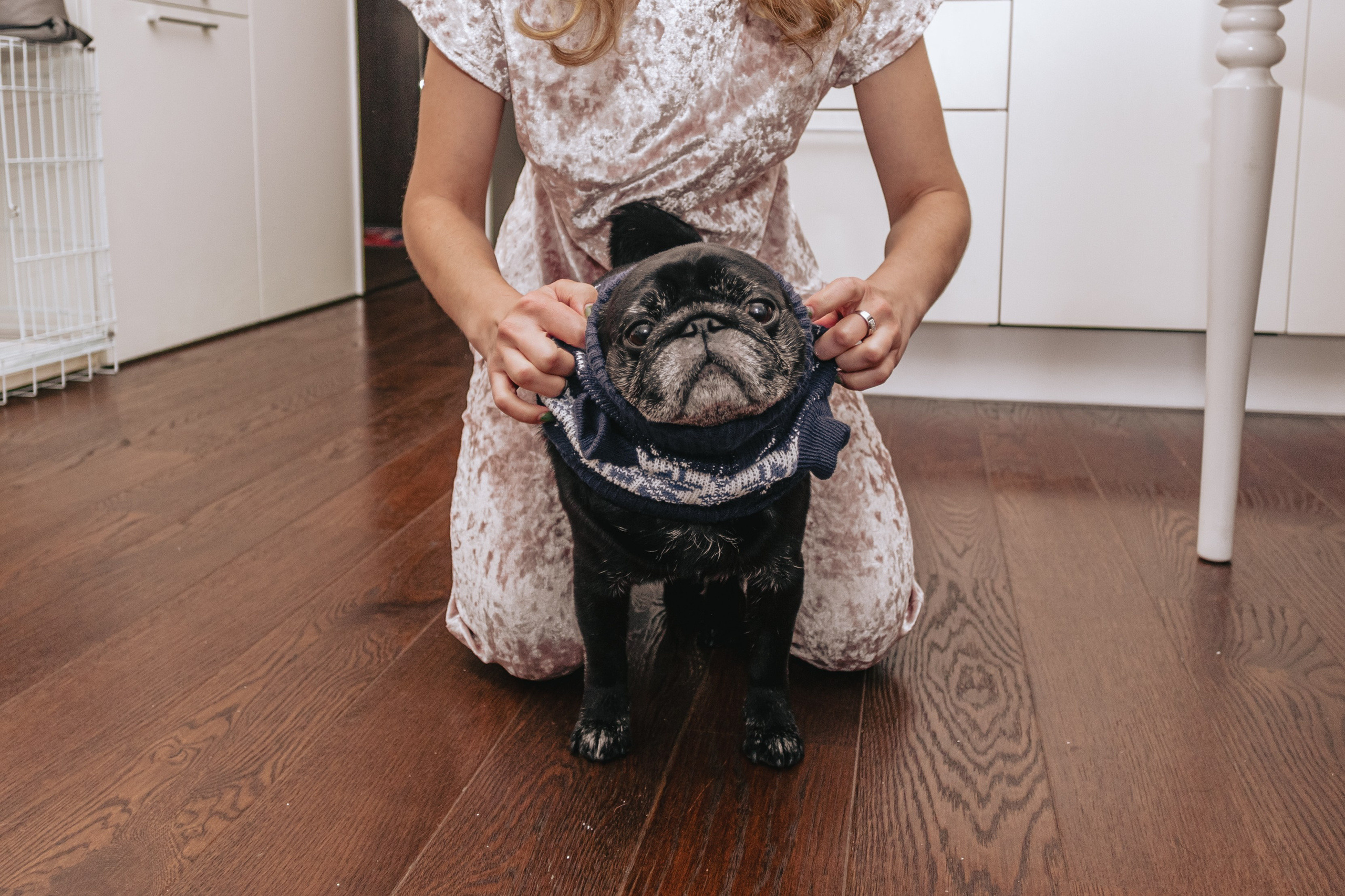 Домашняя фотосессия Оли и двух ее мопсов. Фотограф-анималист Татьяна Степанова