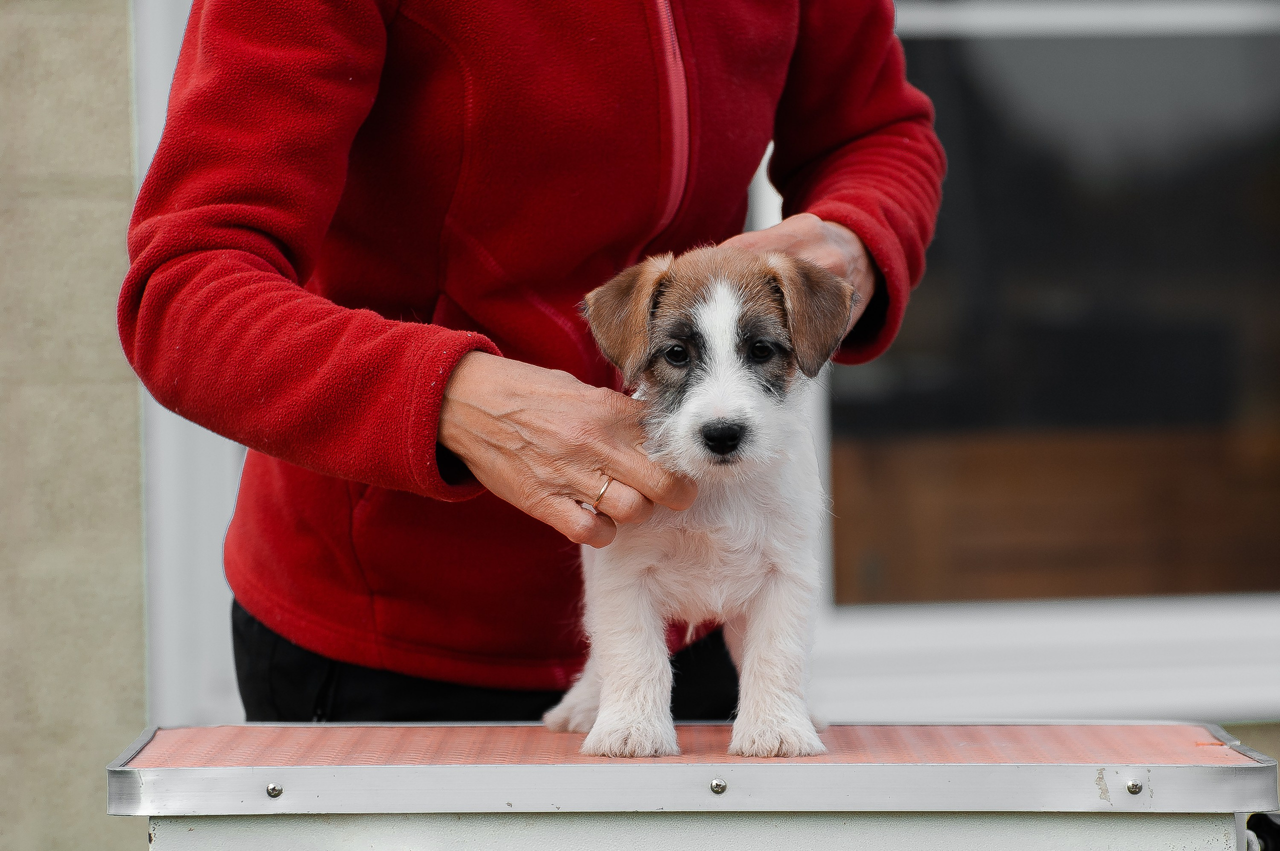 Щенок кобель ДРТ. КАНЕ МАЭСТРО — питомник Джек рассел терьеров