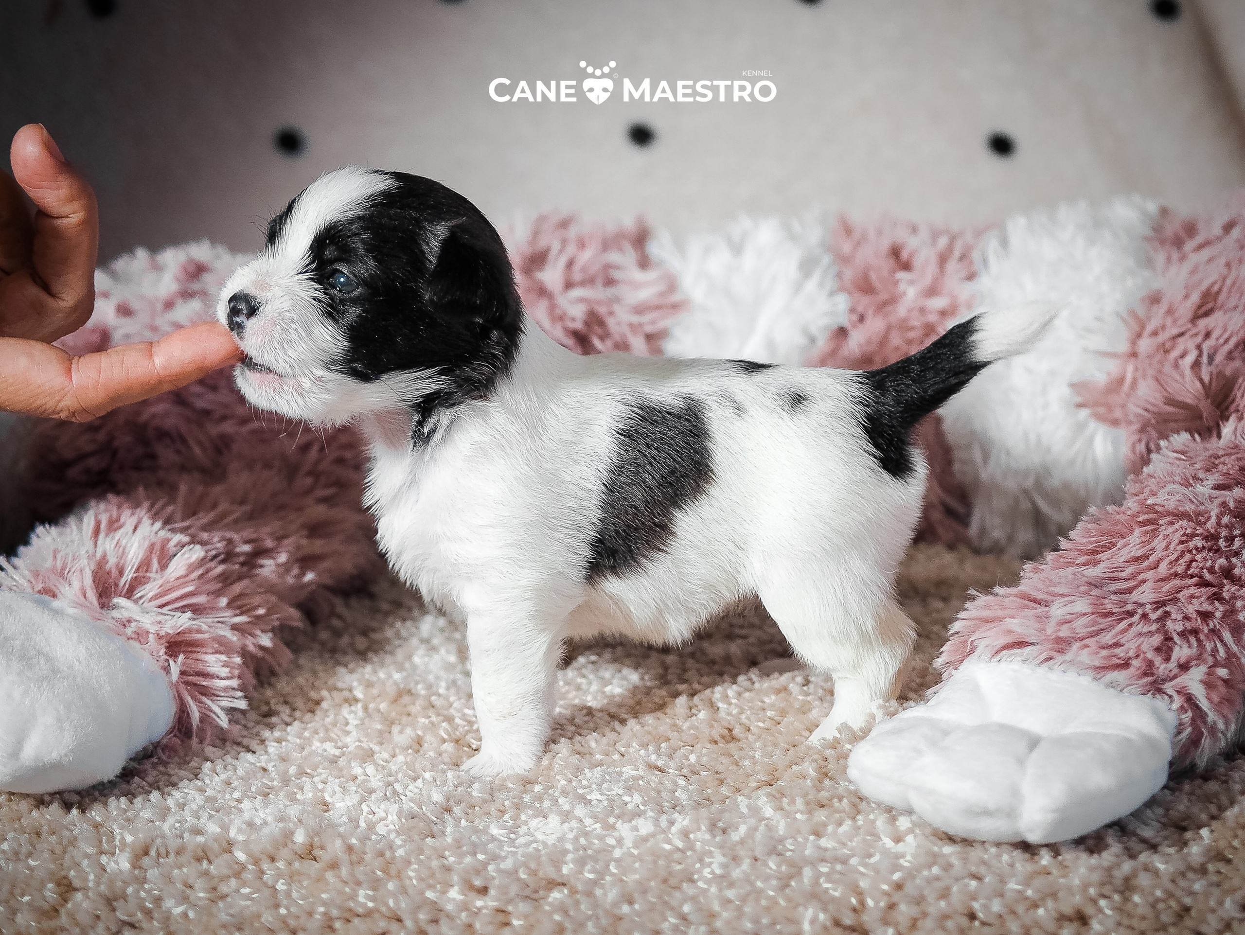 Бело-черная красавица джек-рассел-терьер. КАНЕ МАЭСТРО — питомник Джек рассел терьеров