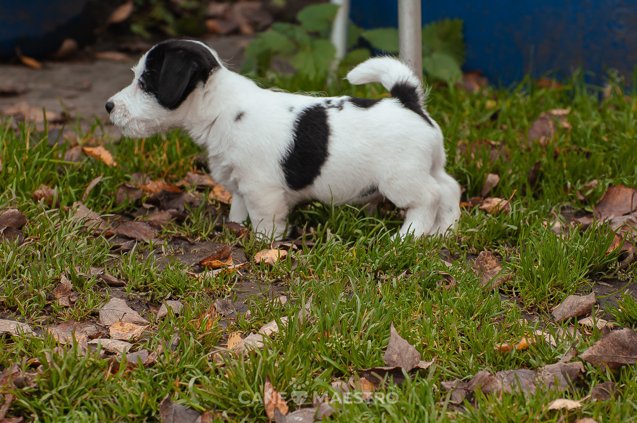 КОБ_Z_2_BLACK_27_08_2025. КАНЕ МАЭСТРО — питомник Джек рассел терьеров