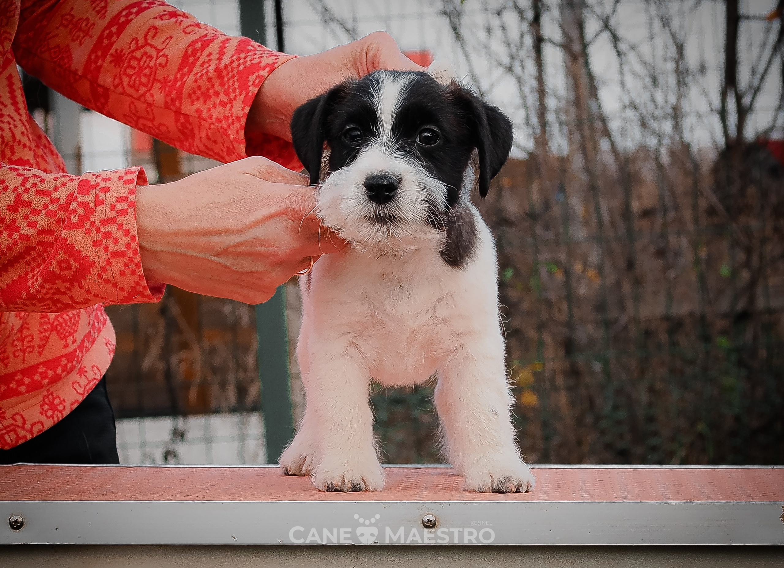 СУКА1_ЧЕРН_27_08_25. КАНЕ МАЭСТРО — питомник Джек рассел терьеров