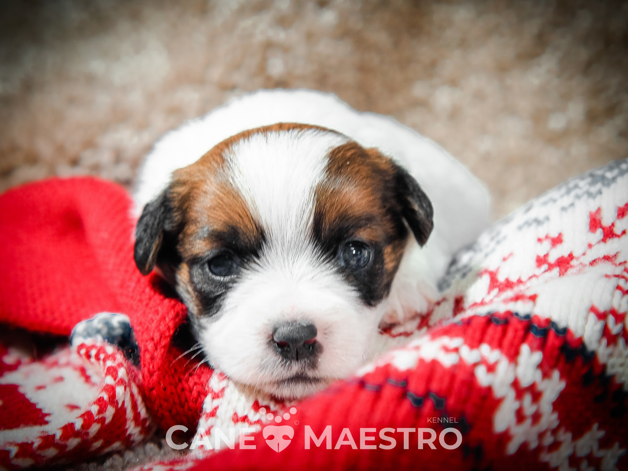 Мальчик 2. Кобель бело-рыжий. Джек рассел терьер щенок. КАНЕ МАЭСТРО — питомник Джек рассел терьеров