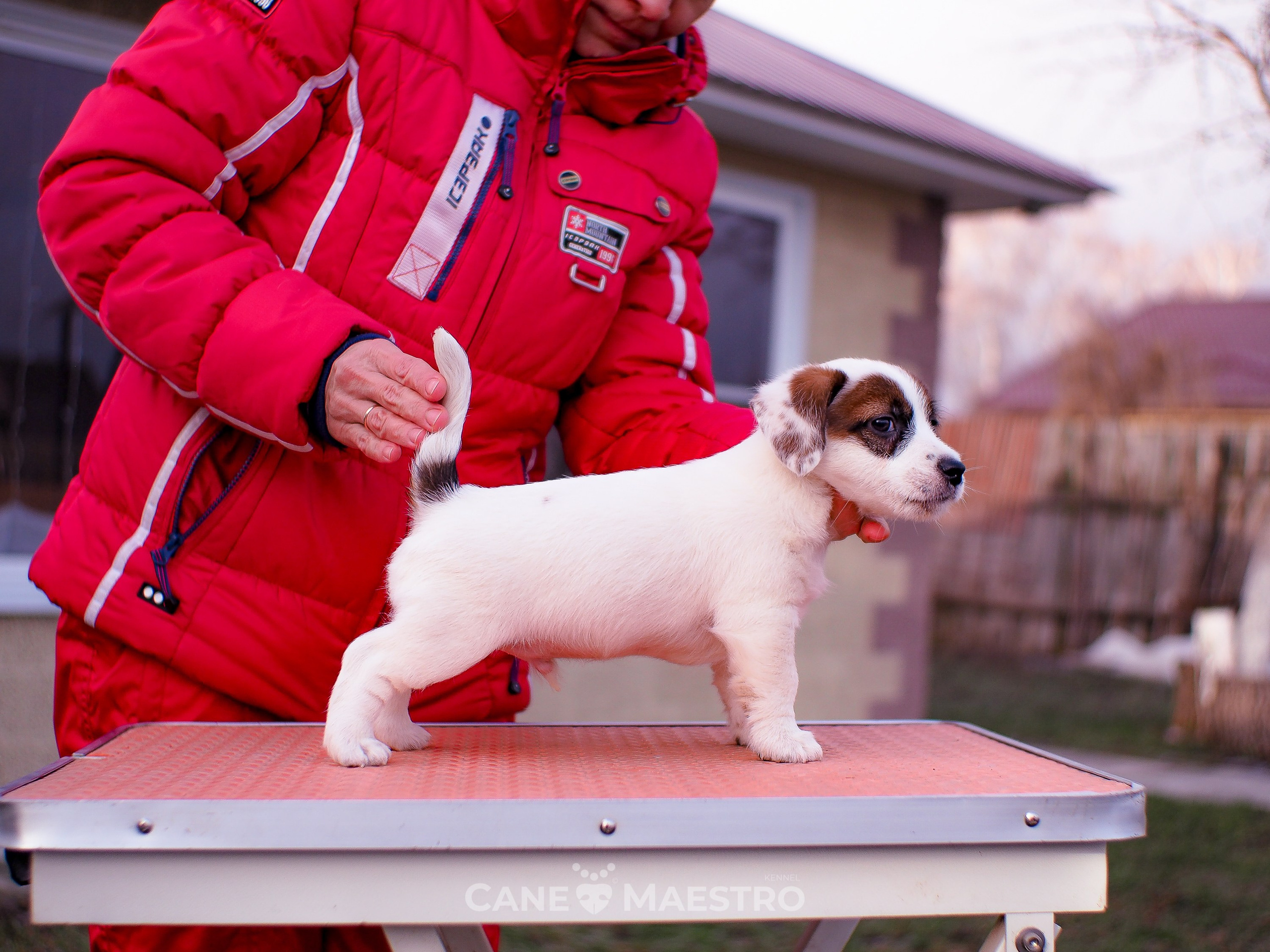 1КОБЛ_МОНОКЛЬ_Ц_ЛИТТЕР. CANE MAESTRO — kennel Jack Russell Terrier