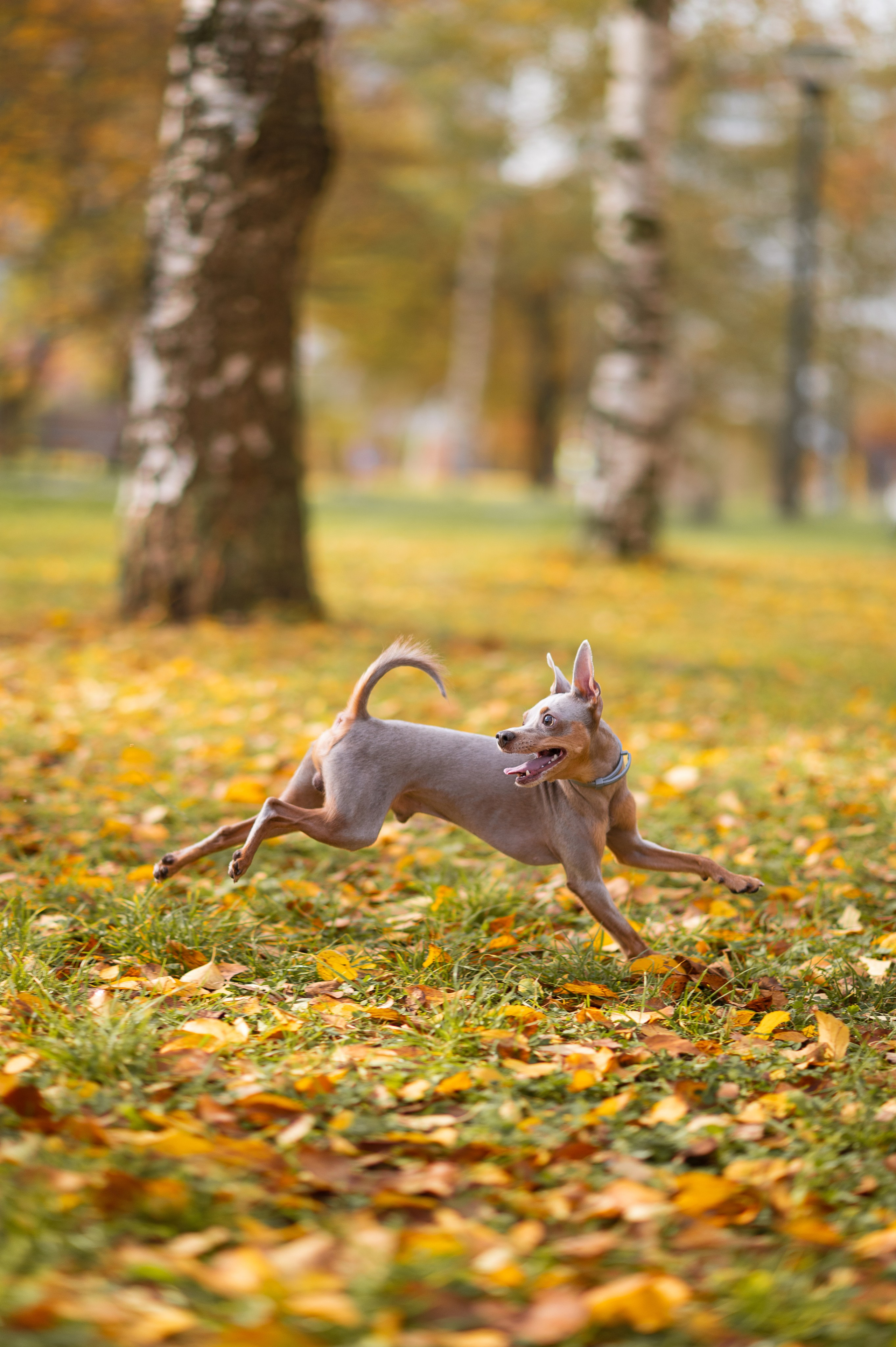 Питомцы. Портретный фотограф в Москве Полина Старцева