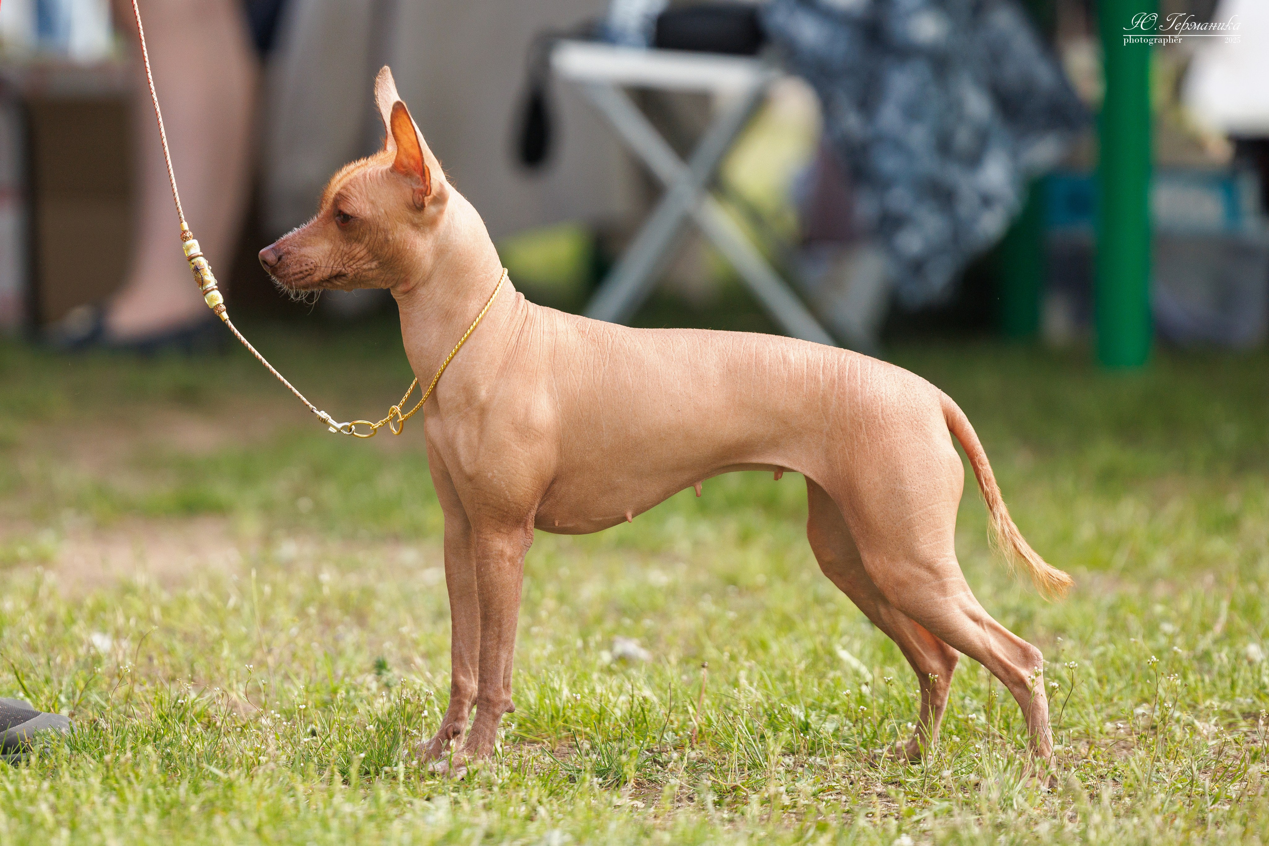 Суздаль(Владимир)17-18.05.2025. Фотограф-анималист Юлия Германика