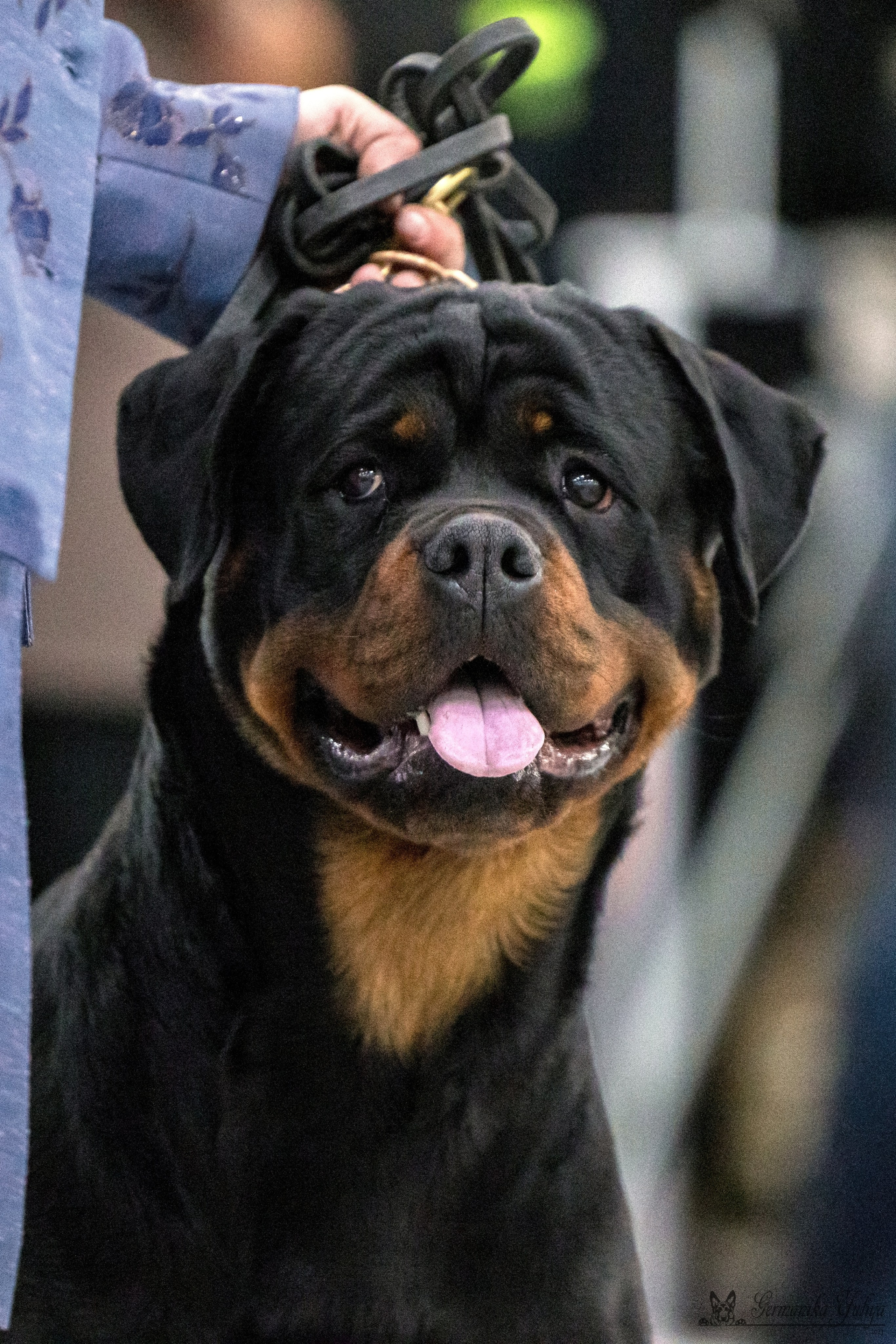 ЕВРАЗИЯ 18-19.11.2023. Фотограф-анималист Юлия Германика