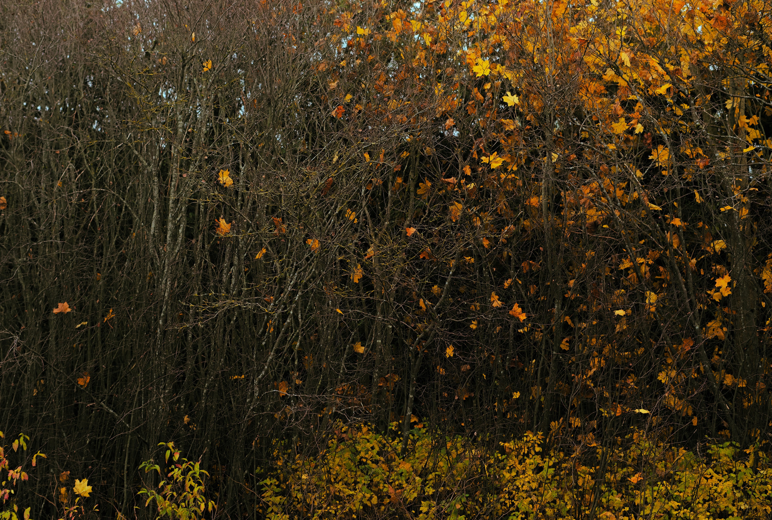 Blog from visual artist Anna Butyrskaia. Visual art from artist Anna Butyrskaia for families and individuals