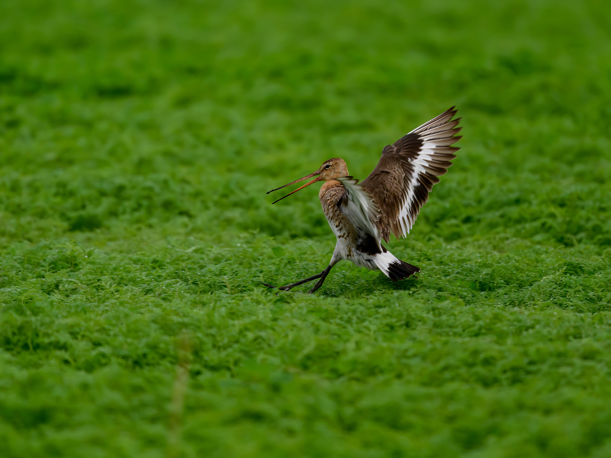 Веретенник. Фотограф Сергей Пупонин