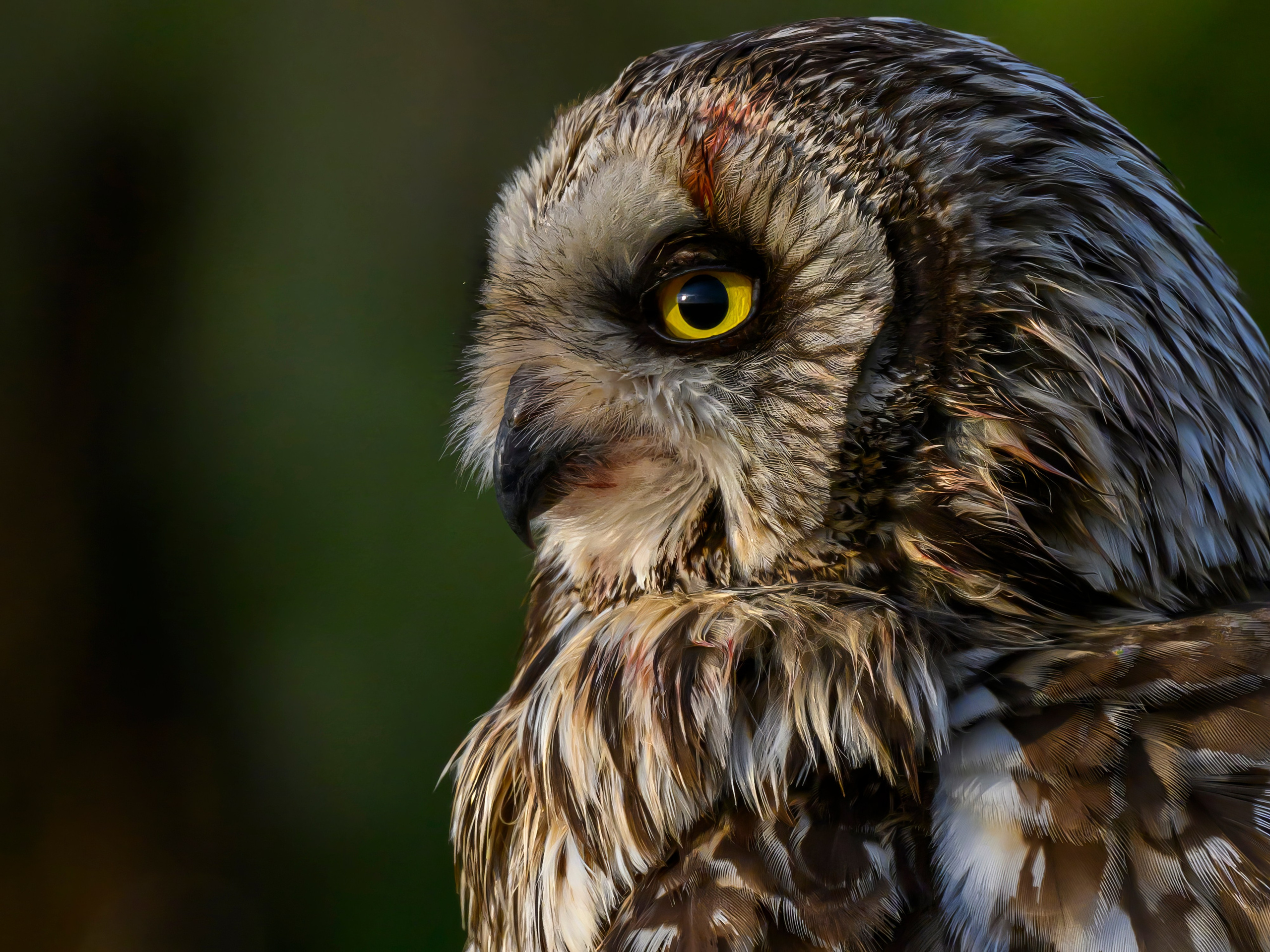 Short eared owl. Wildlife photography by Sergey Puponin