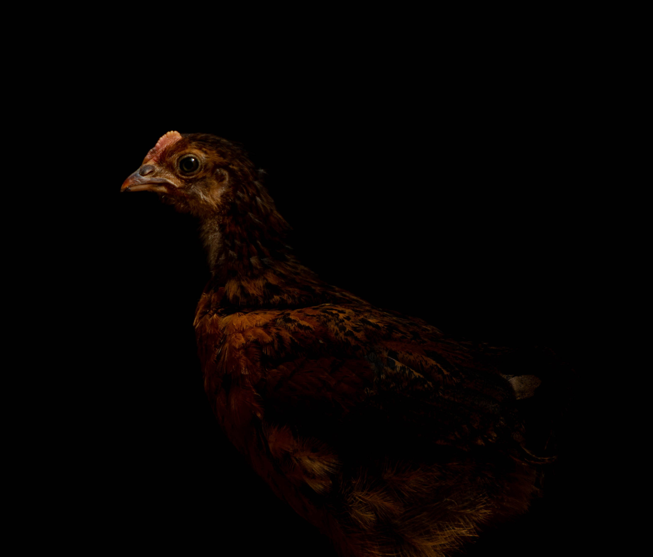 Анималистика. Фотограф в Москве — Георгий Чернышов