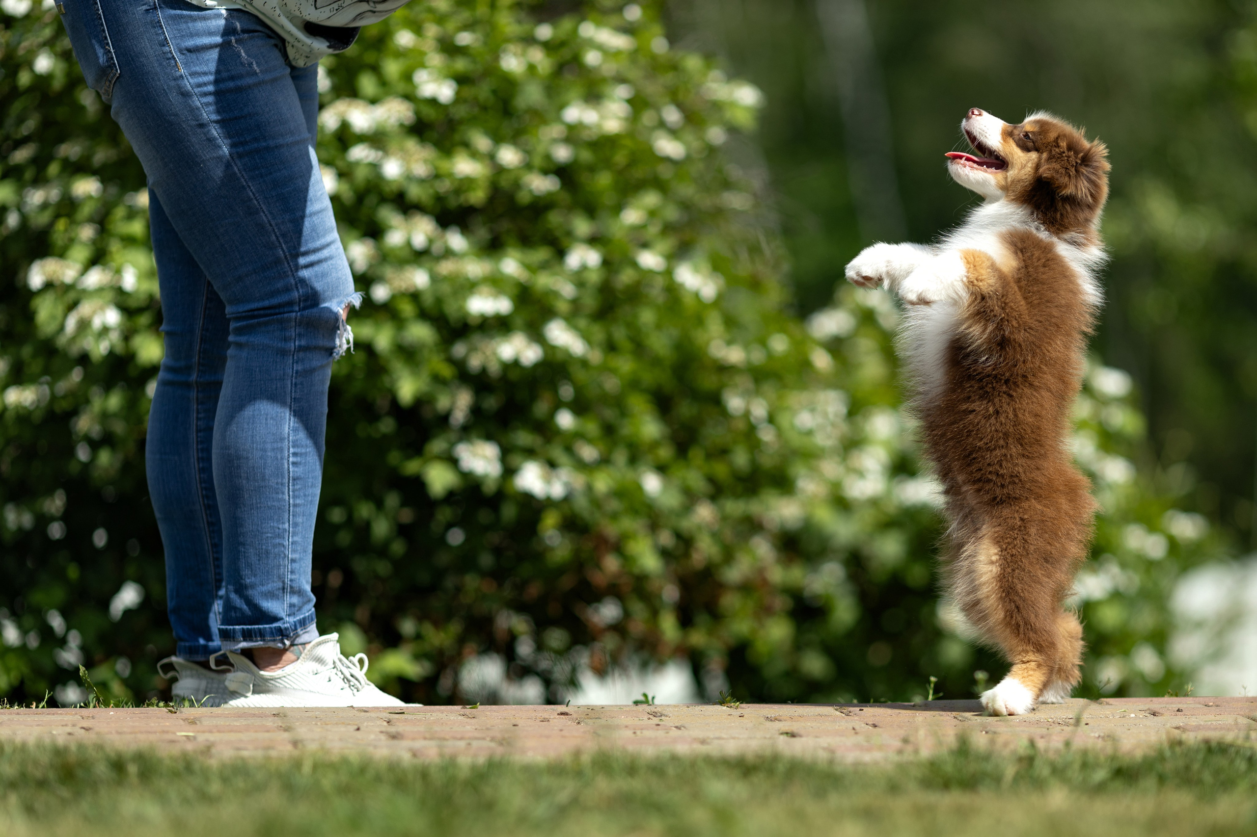Портфолио: Фотосъёмка щенков в Москве и области — трогательные моменты. Фотограф-анималист и бренд-фотограф в Москве | Фотография собак, людей, бизнес-портрет