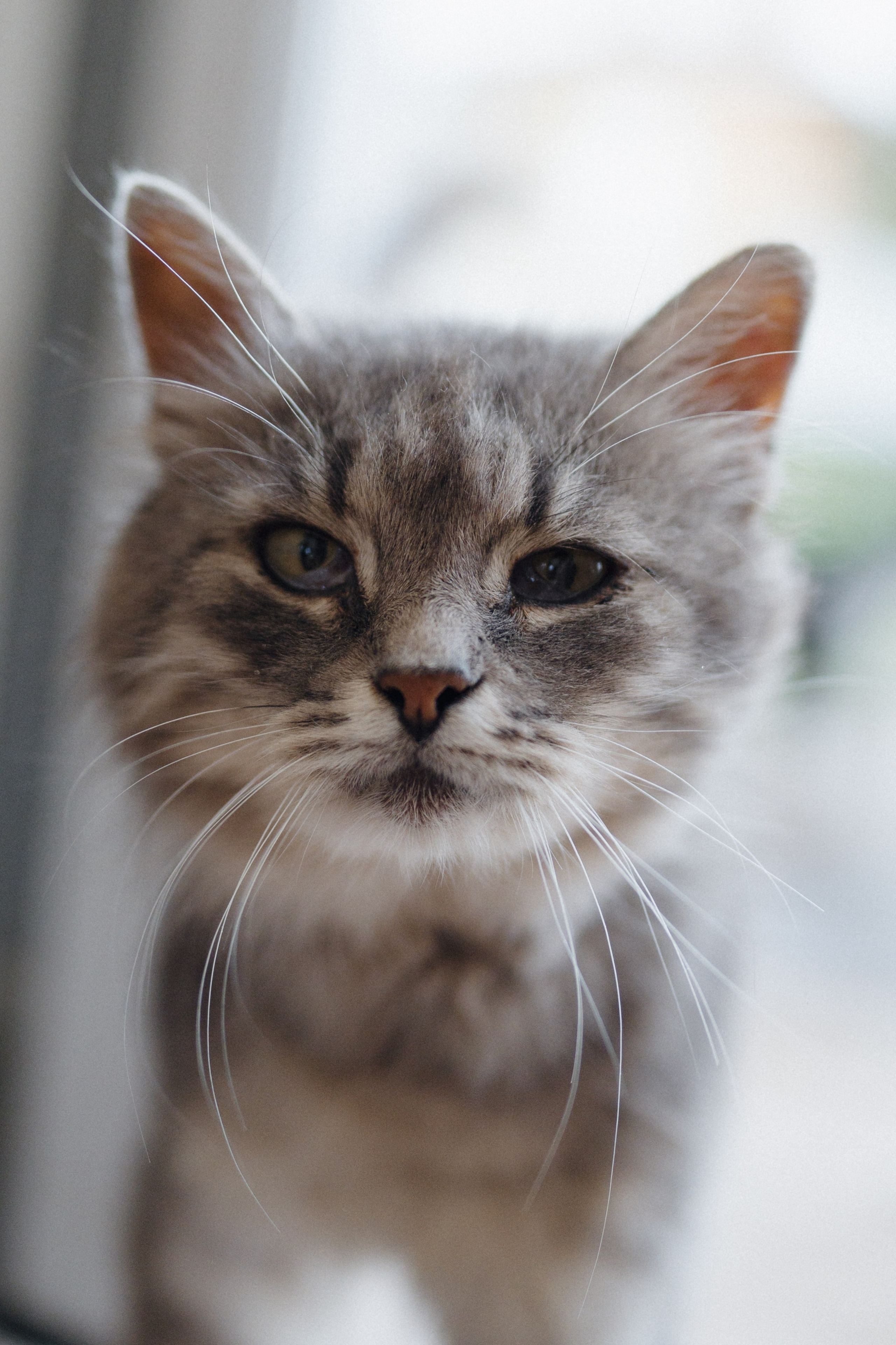 Егор+Вика. Свадебный и репортажный фотограф Александр Родин